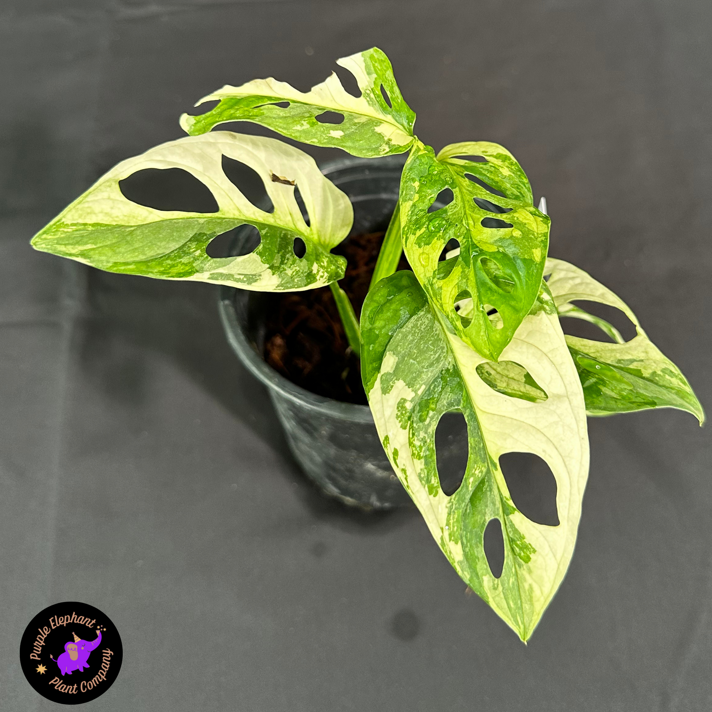 Rare Plant: Adansonii Albo
