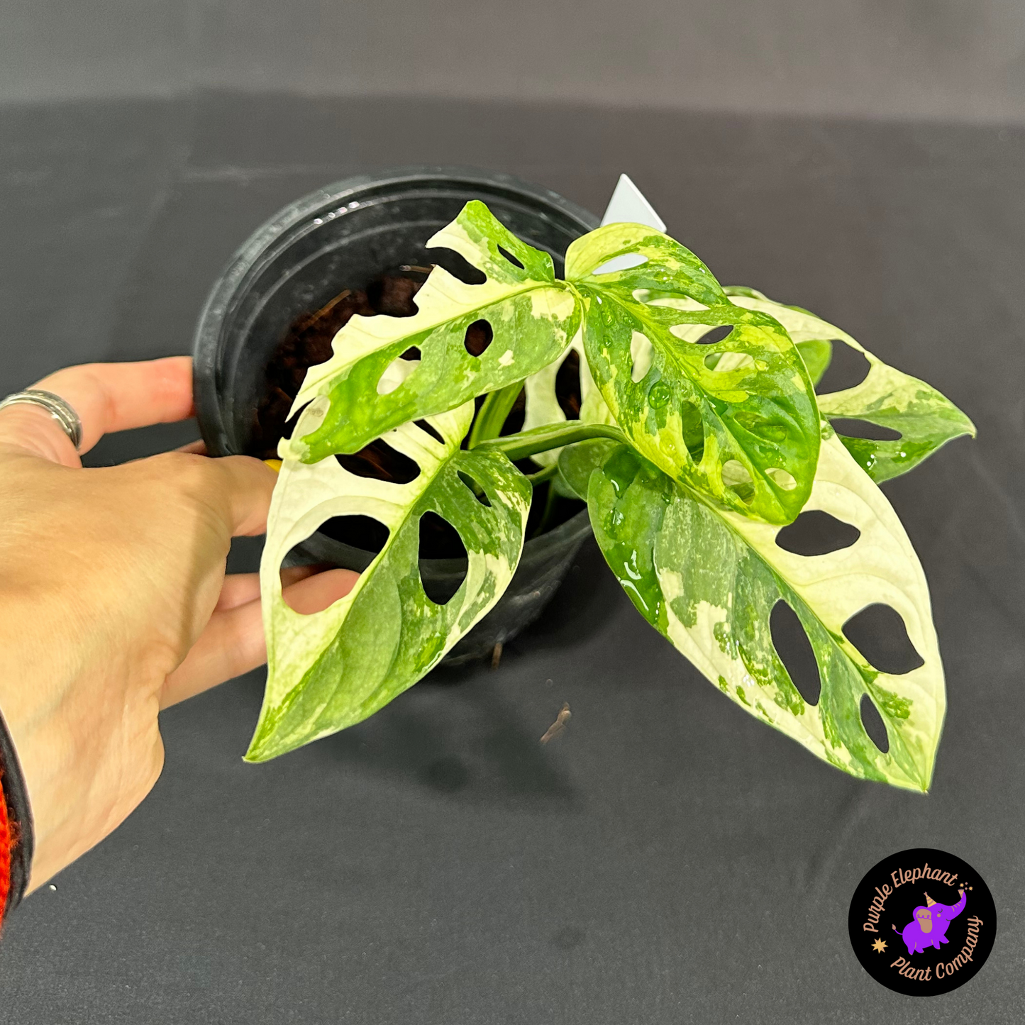 Rare Plant: Adansonii Albo