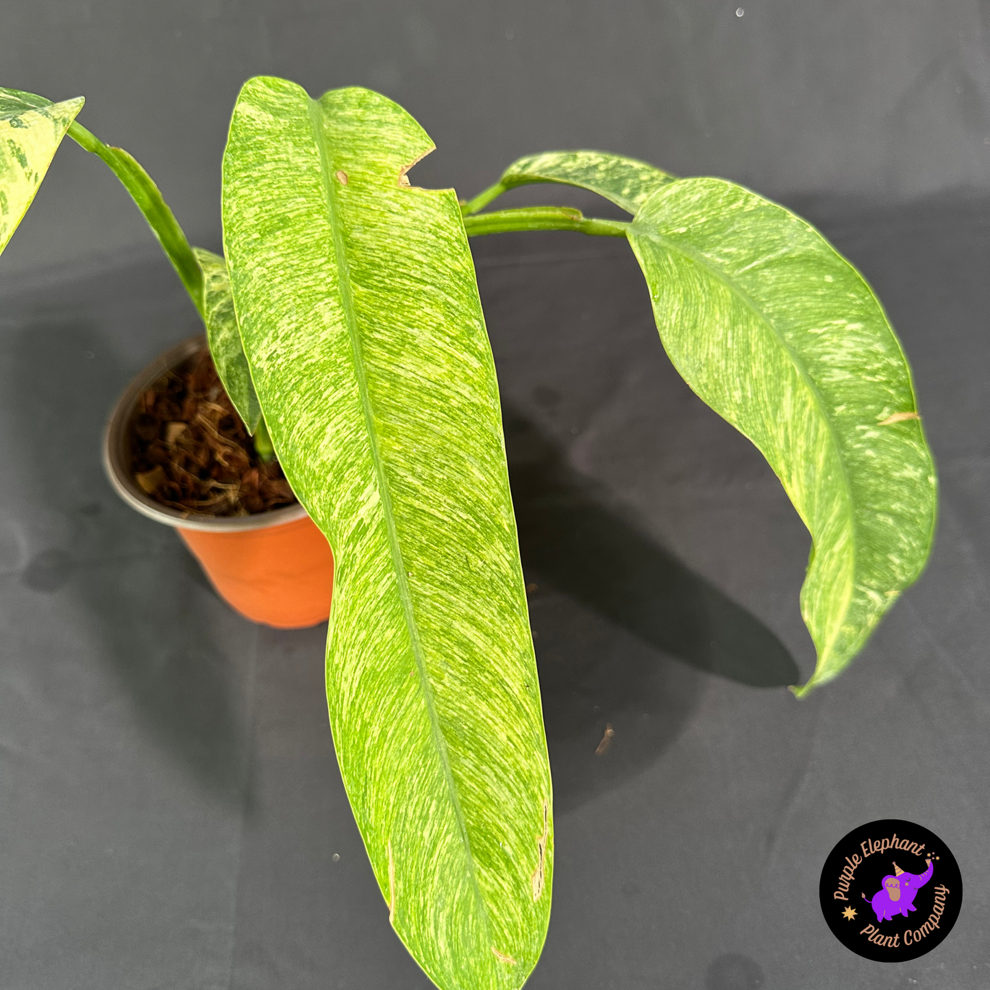 Rare Plant: Epi Gigantium Tricolor