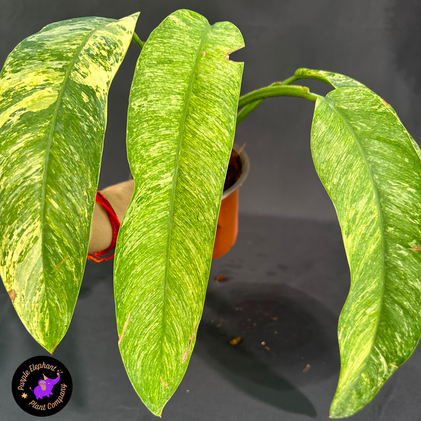 Rare Plant: Epi Gigantium Tricolor