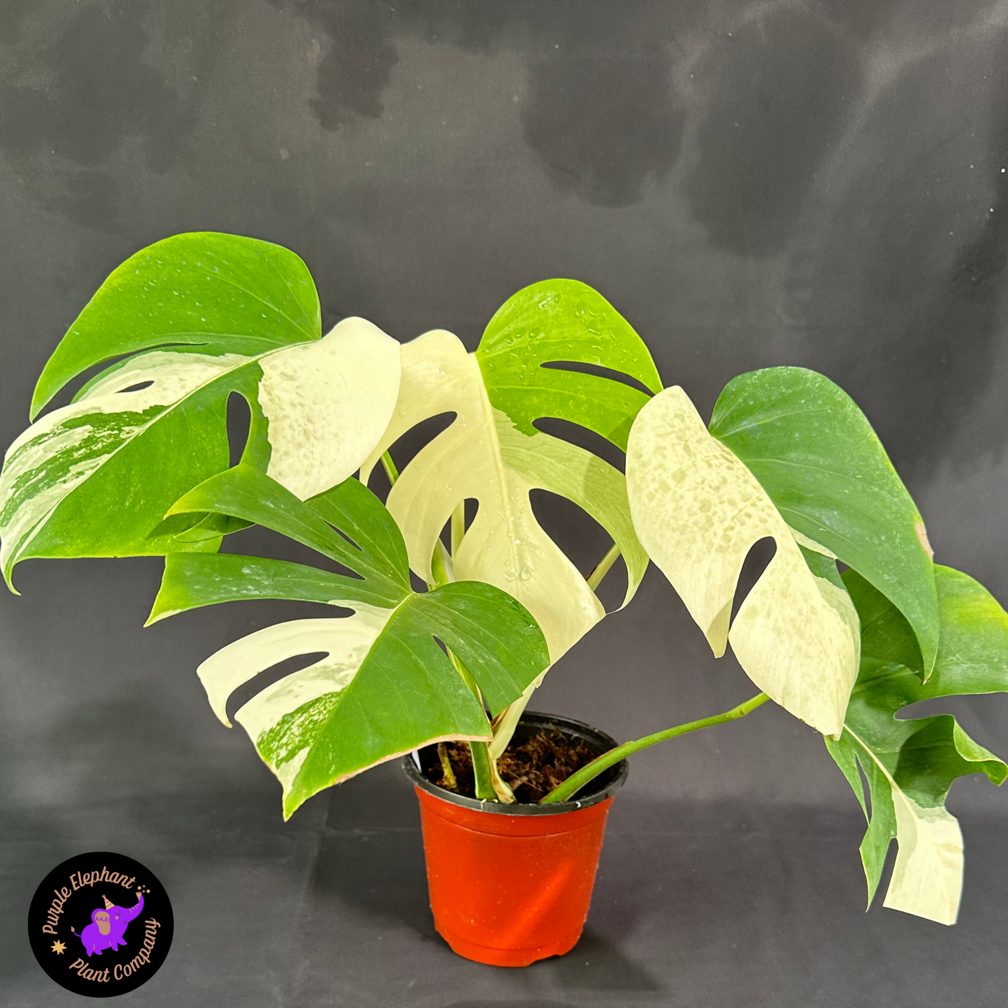 Rare Plant: Monstera Albo