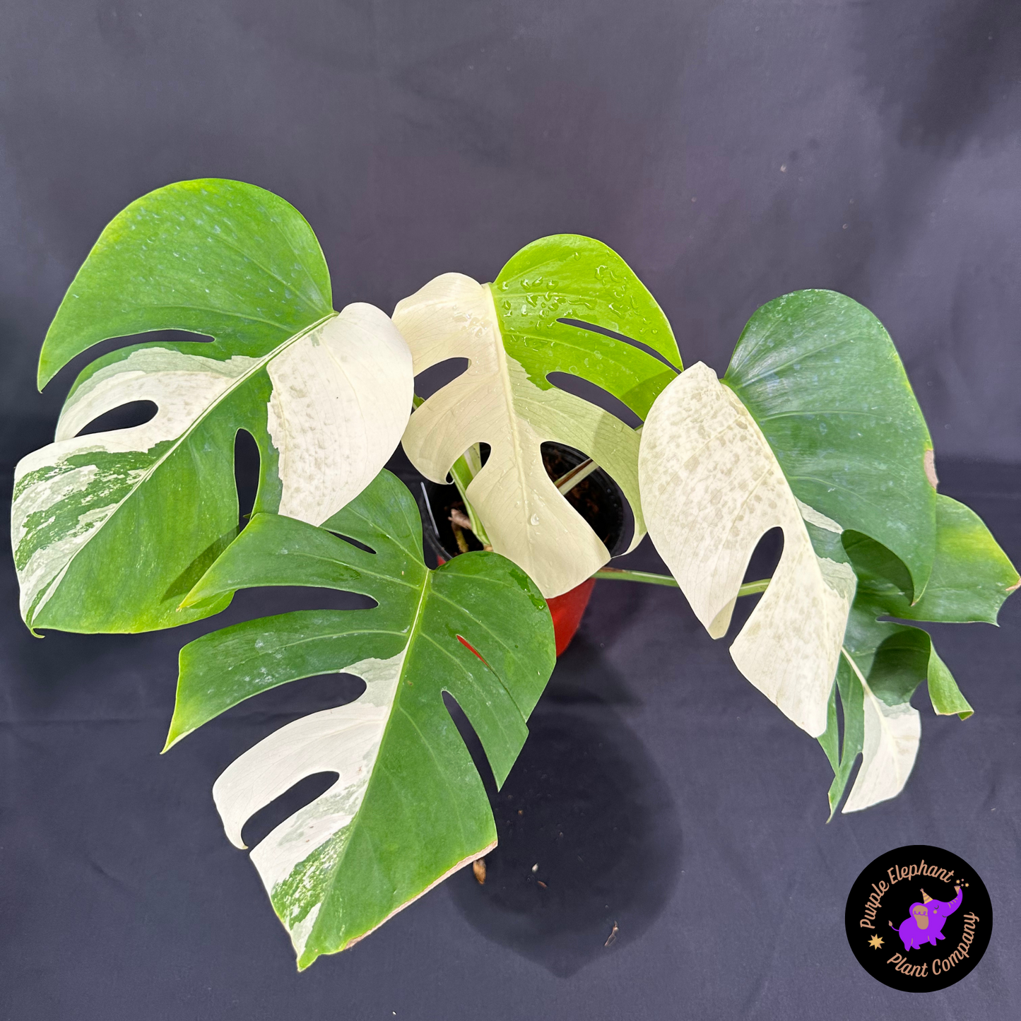 Rare Plant: Monstera Albo
