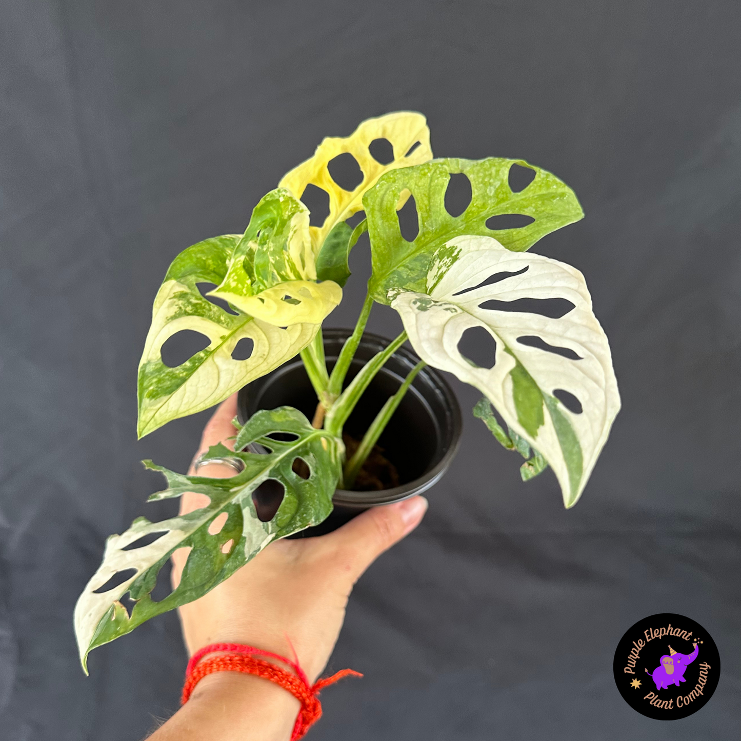 Adansonii Albo