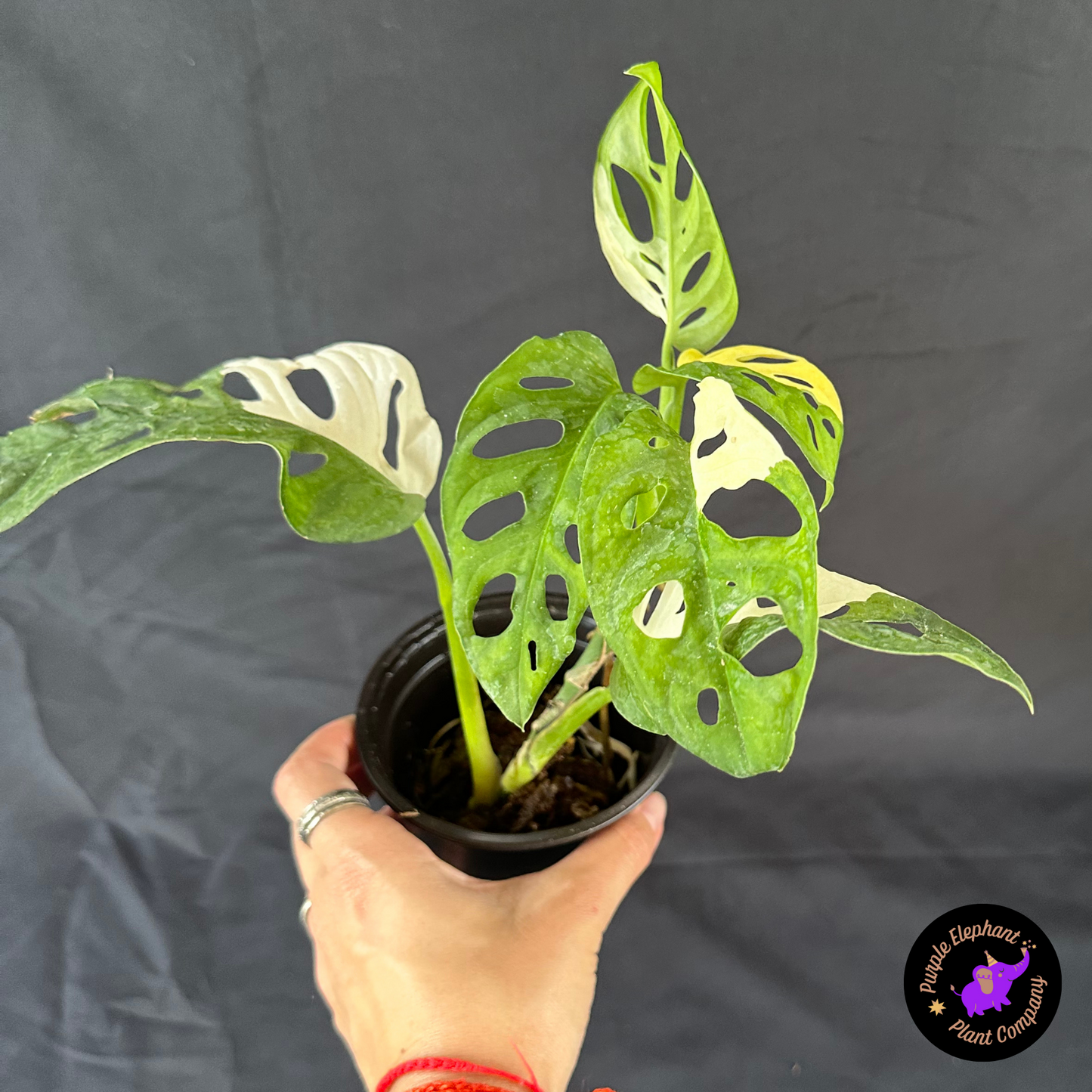 Monstera albo