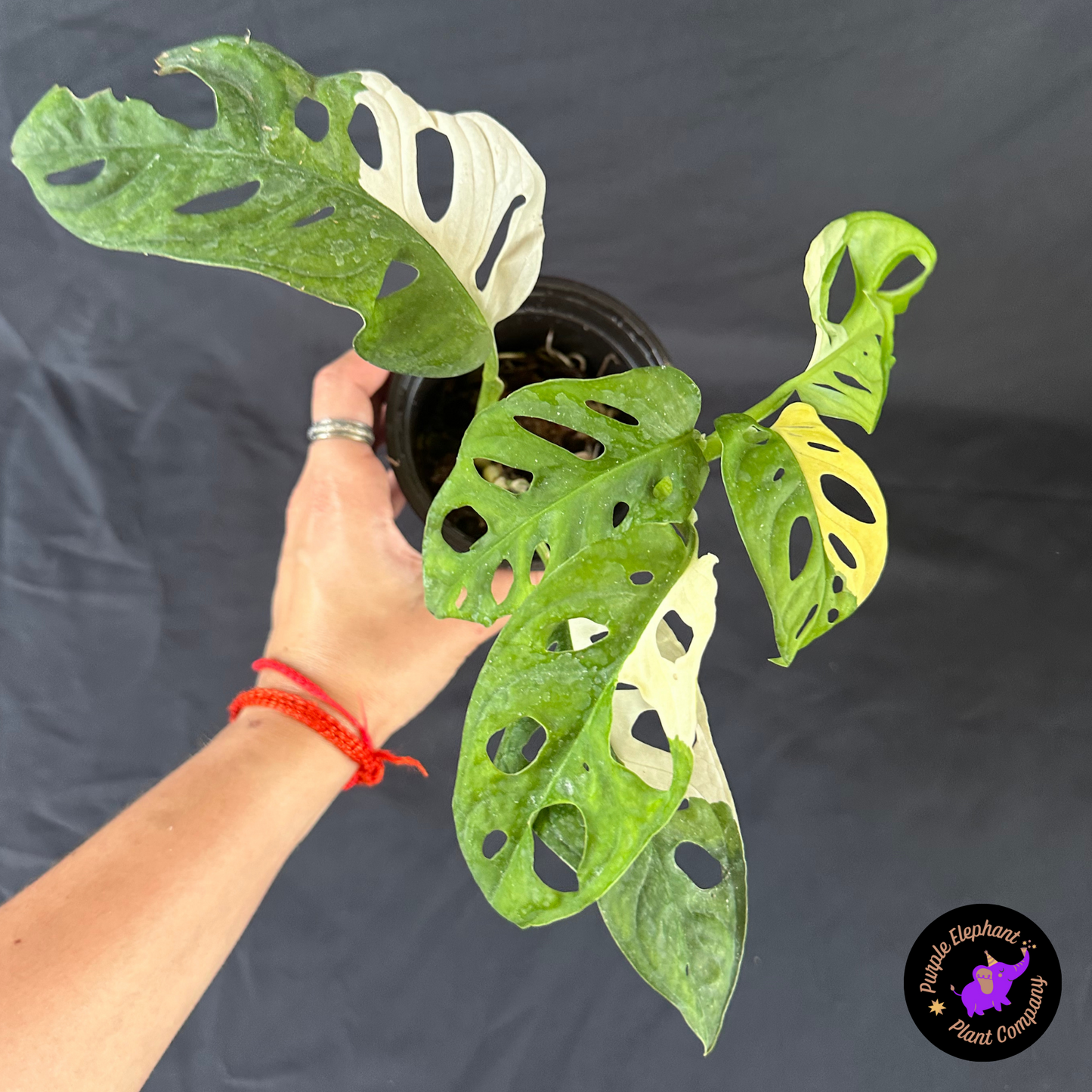 Monstera albo