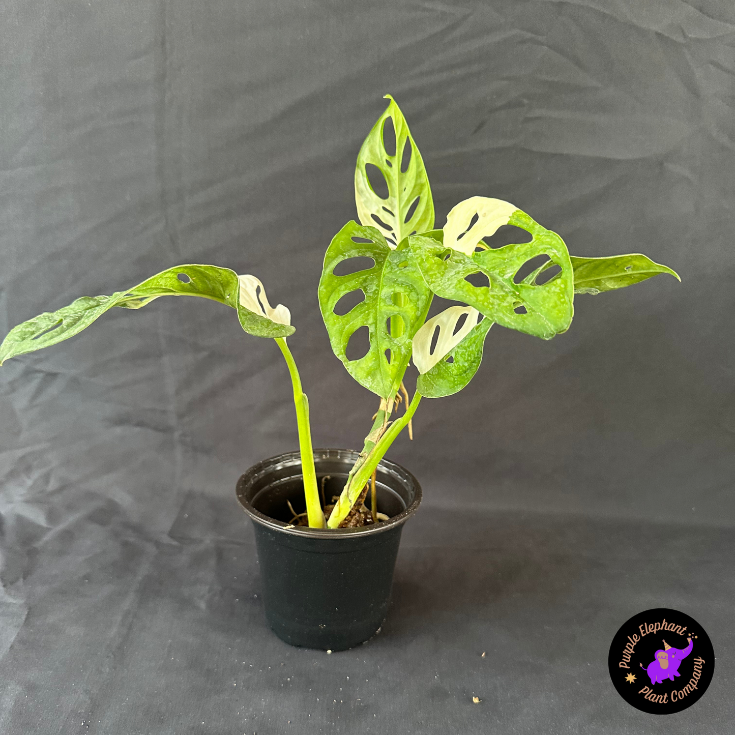 Monstera albo