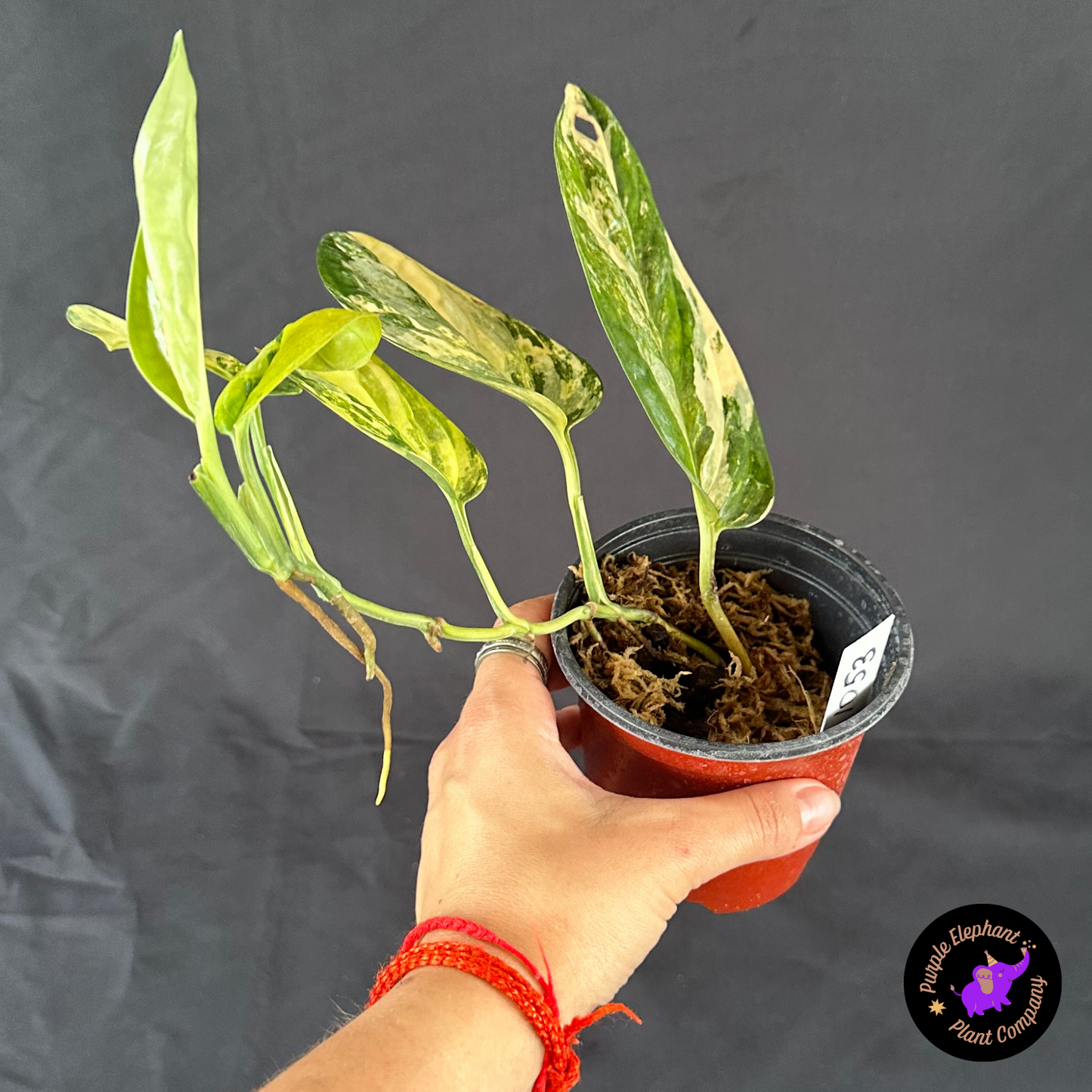 Monstera Peru variegated