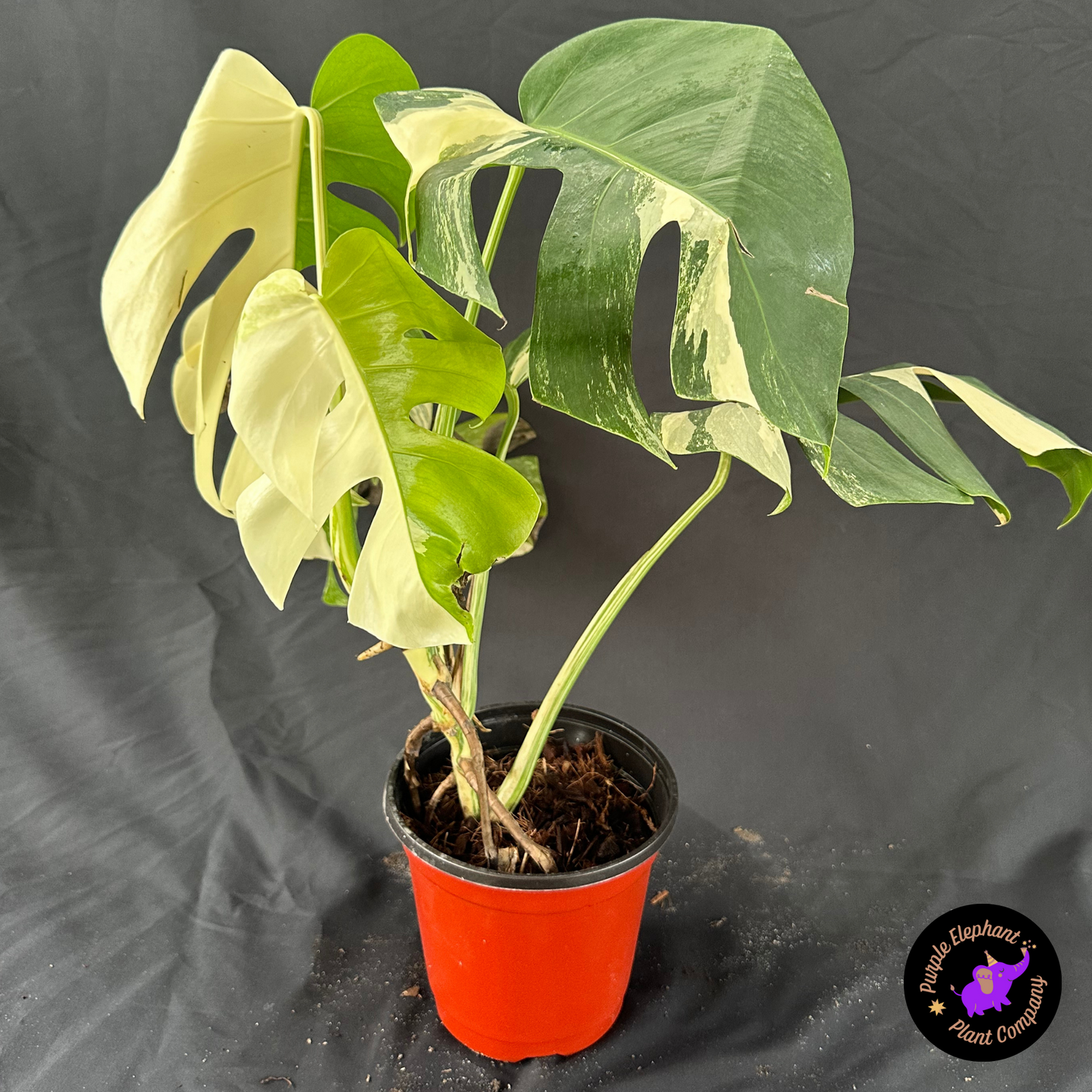 Monstera albo