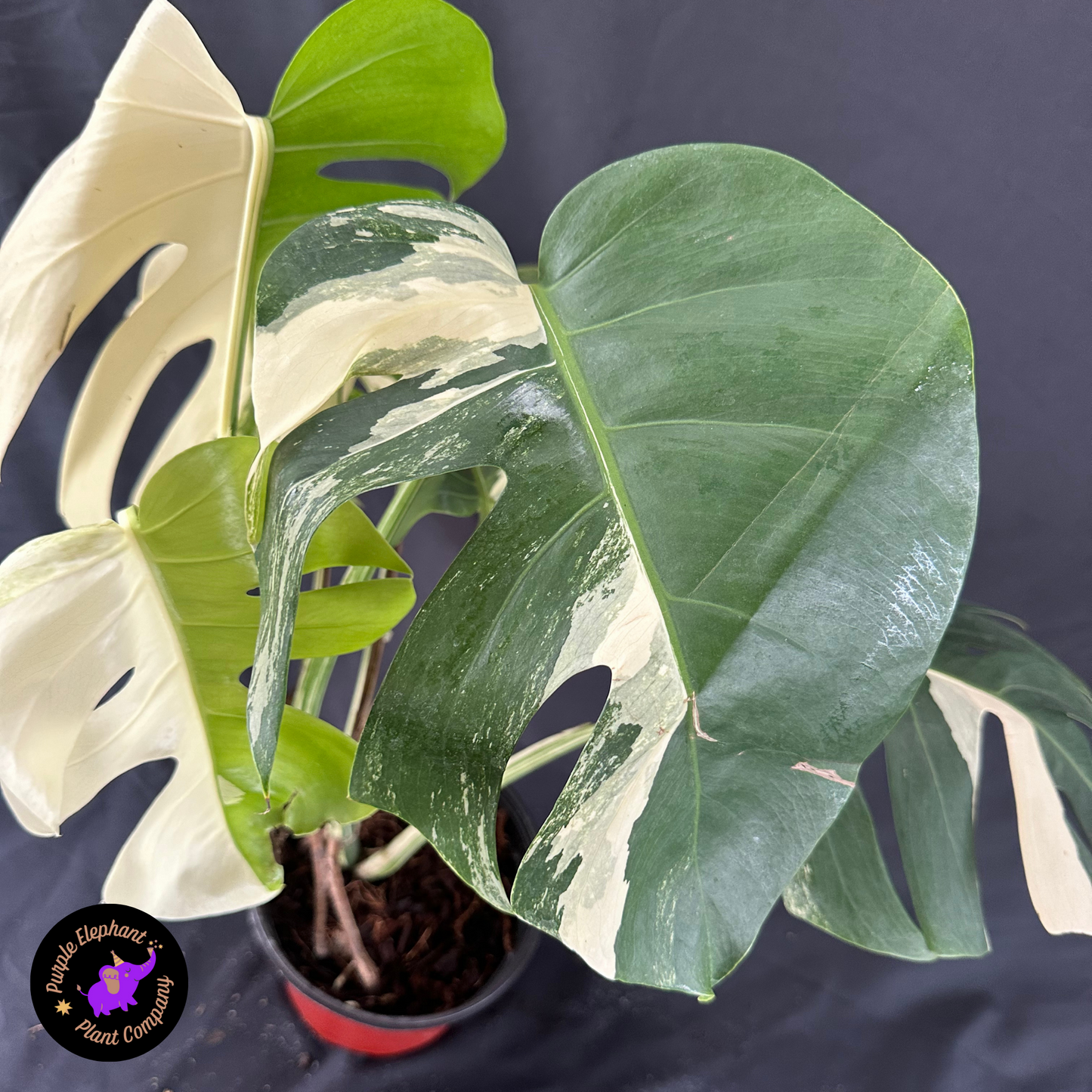 Monstera albo