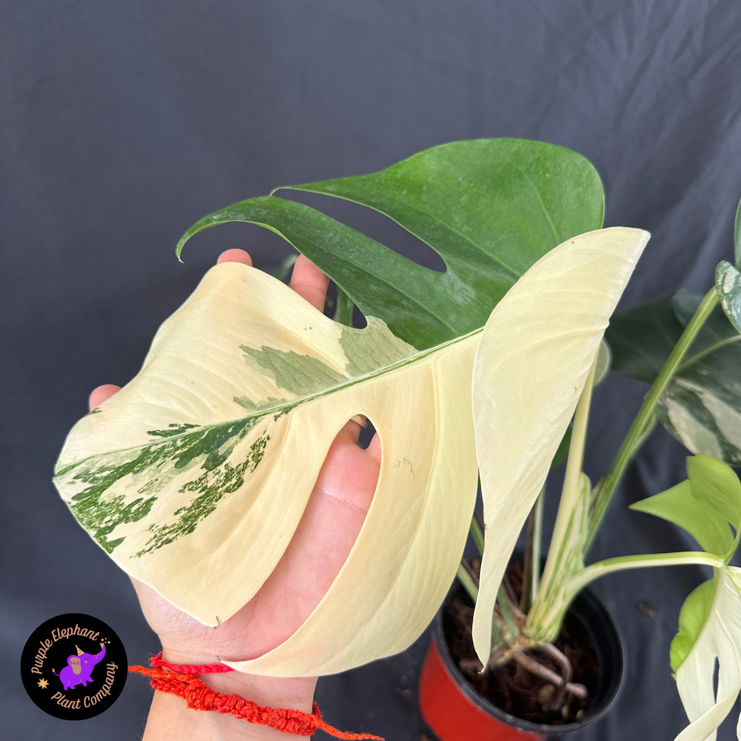 Monstera albo