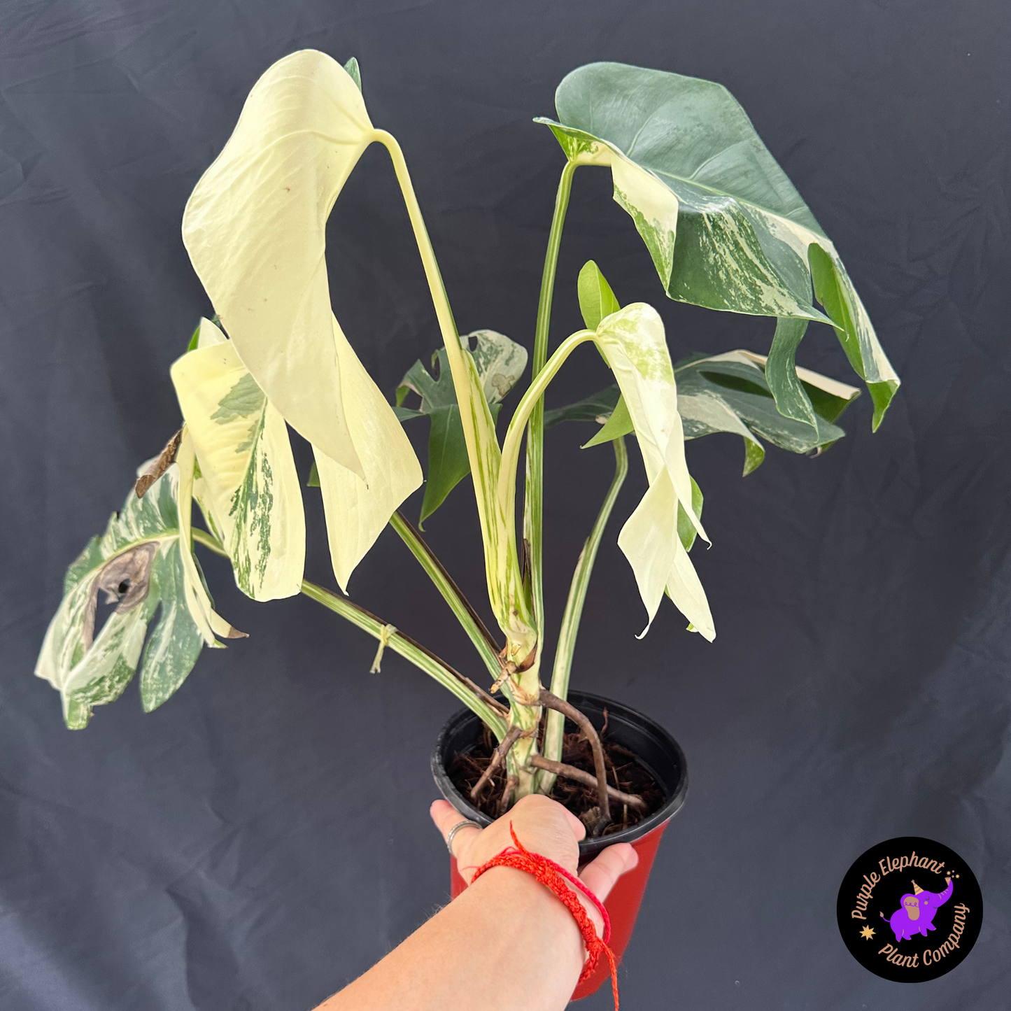 Monstera albo