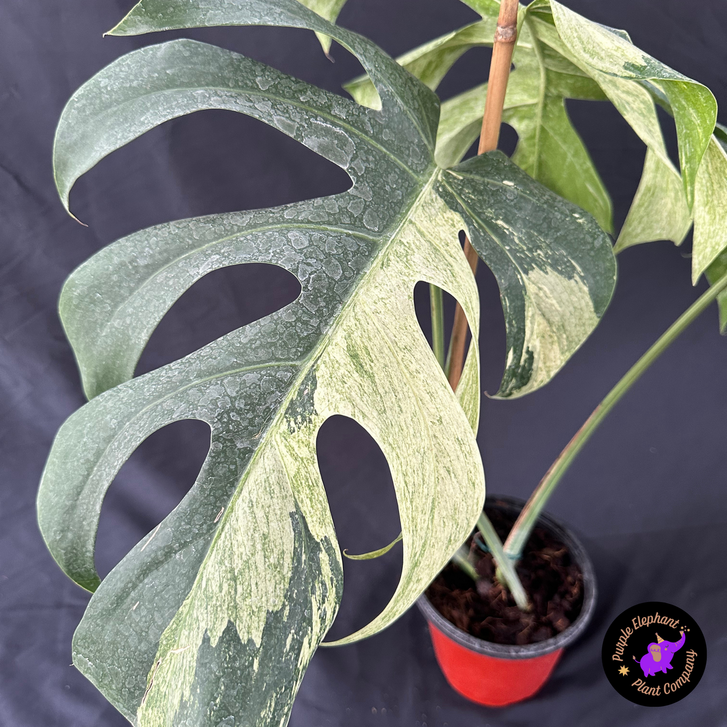 Monstera Mint 3 leafs size 15-18 cm
