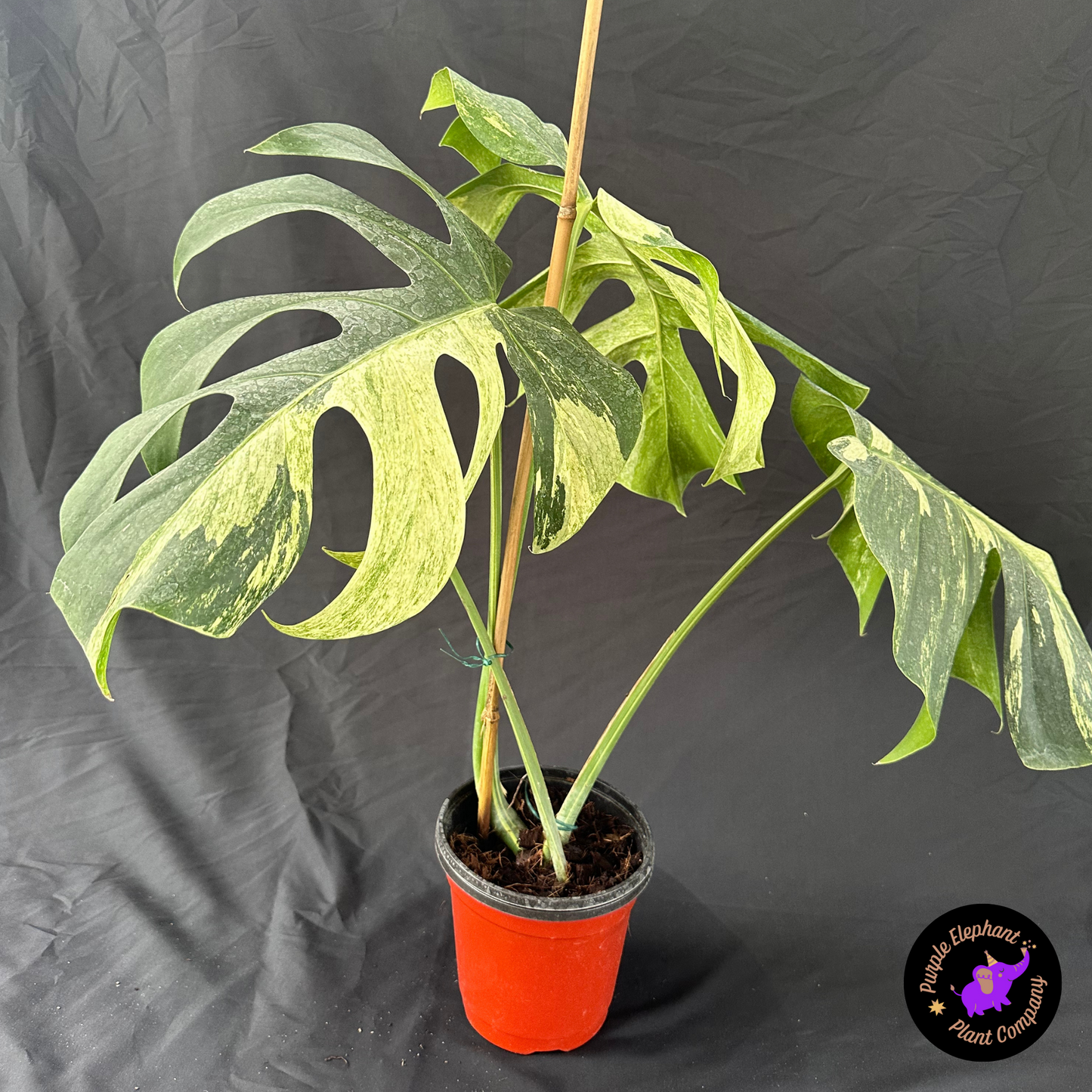 Monstera Mint 3 leafs size 15-18 cm