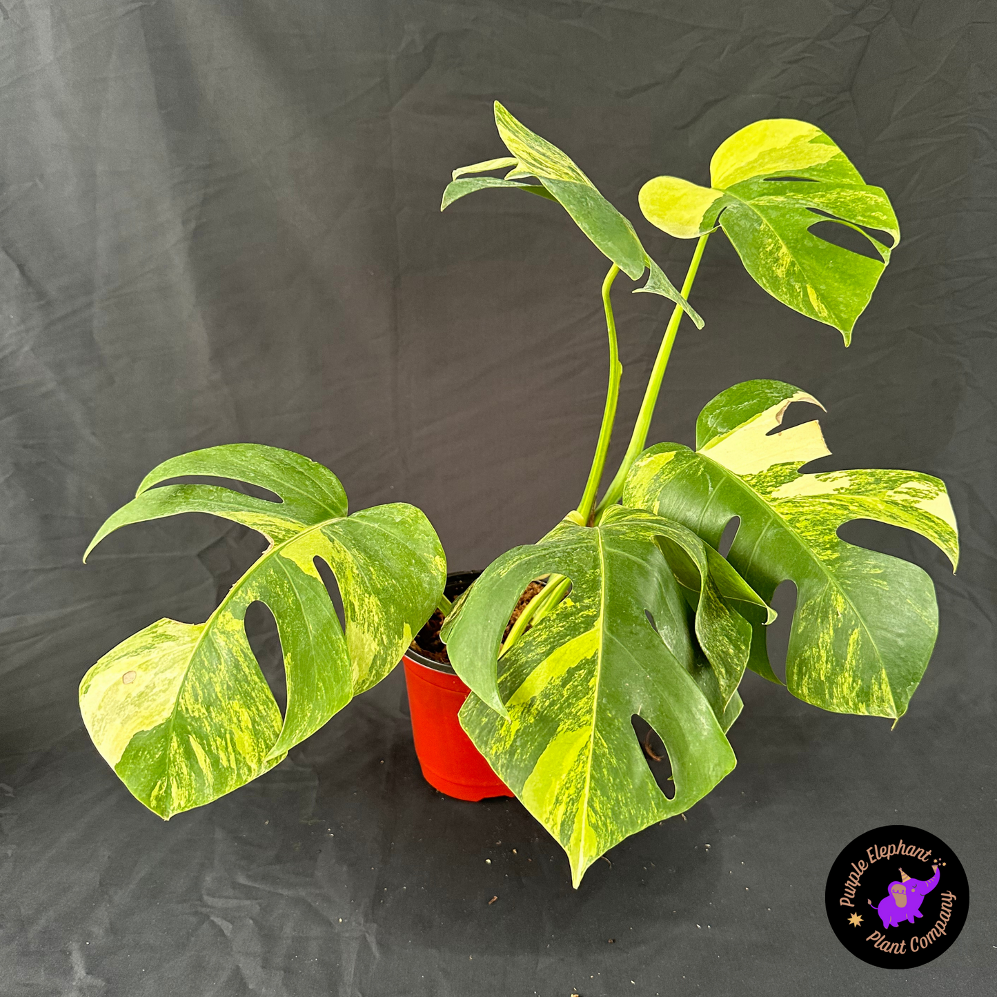 Monstera aurea