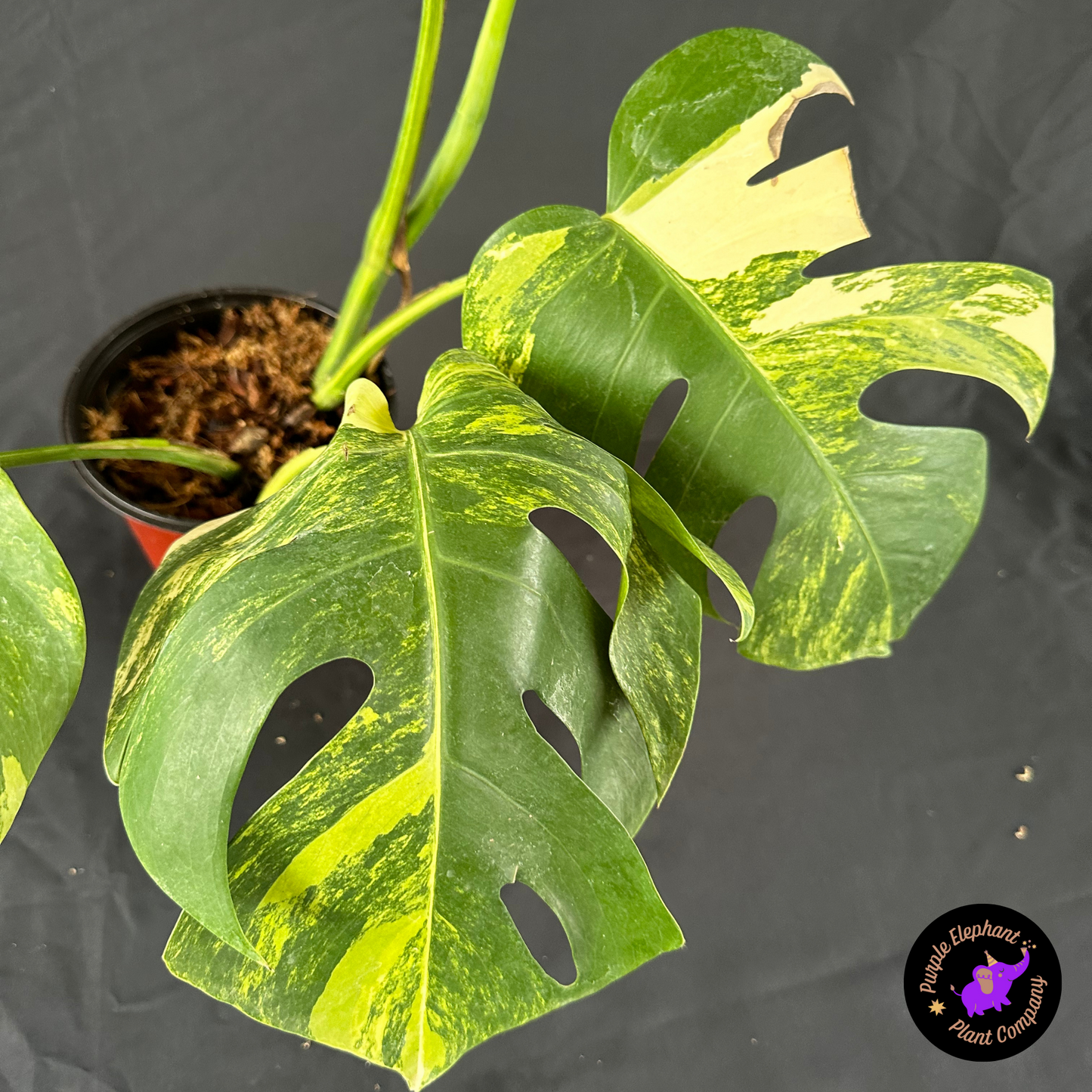 Monstera aurea