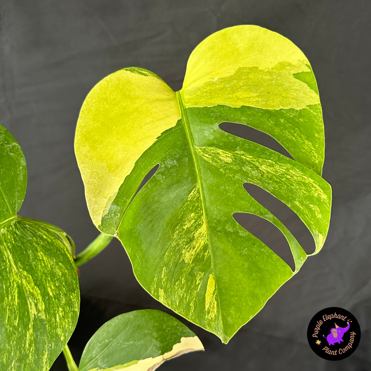 Monstera aurea