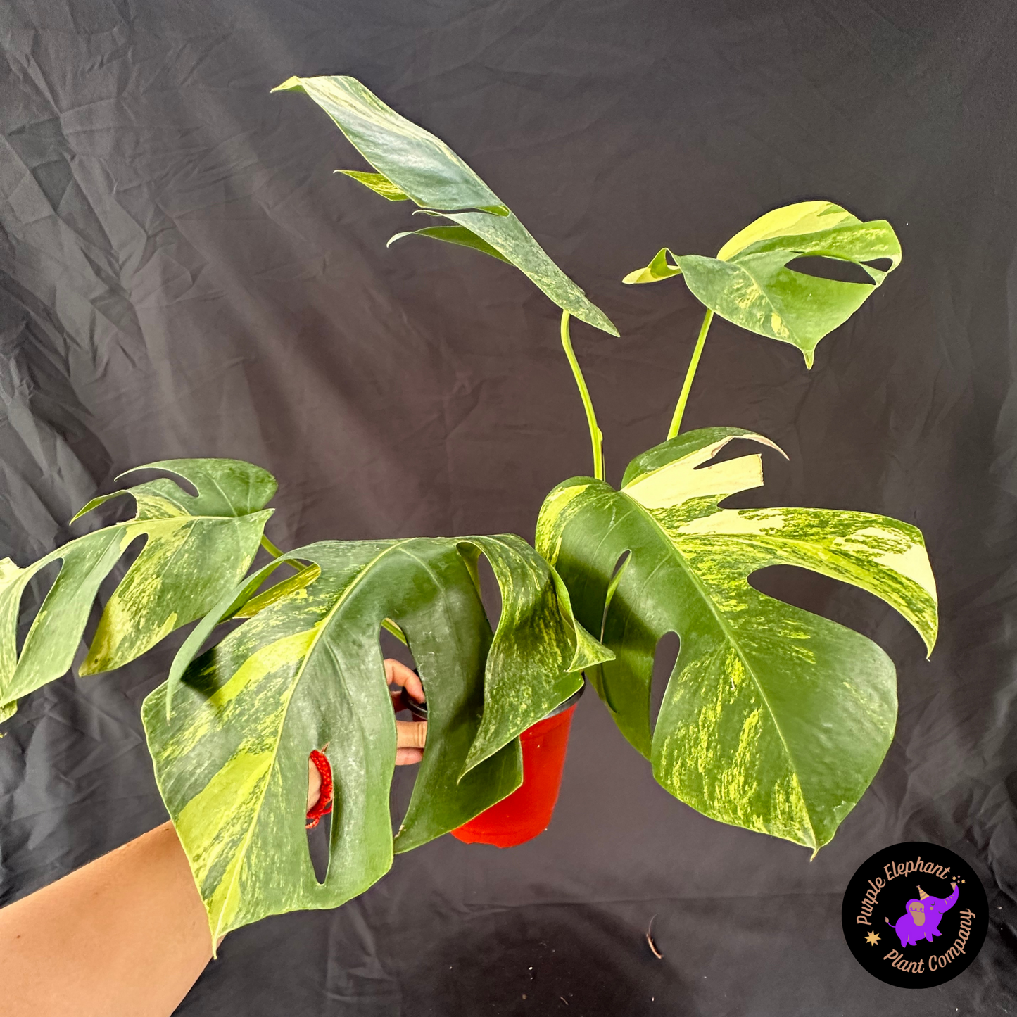 Monstera aurea