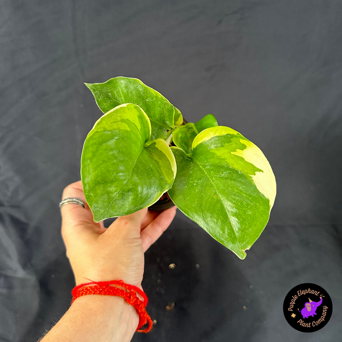 Epi Manjula Mutation Poonsin