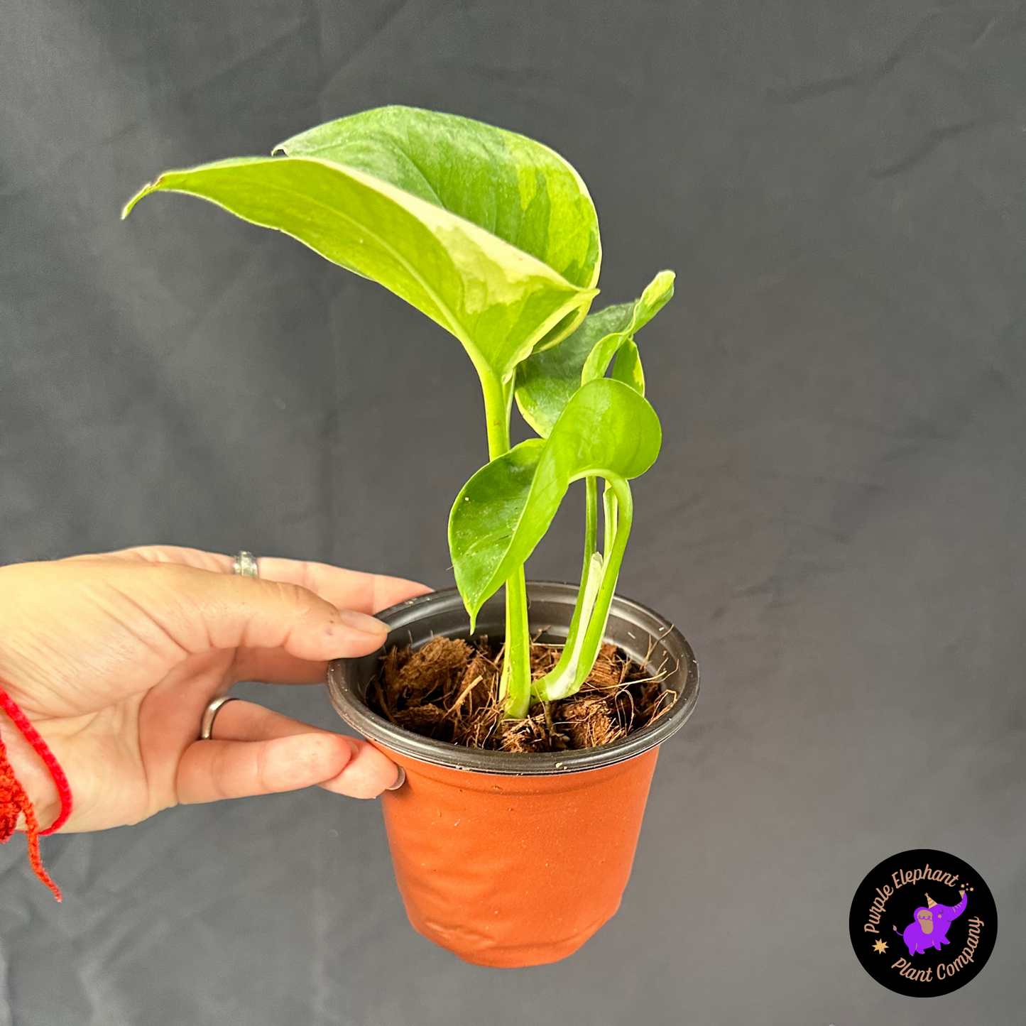 Epi Manjula Mutation Poonsin