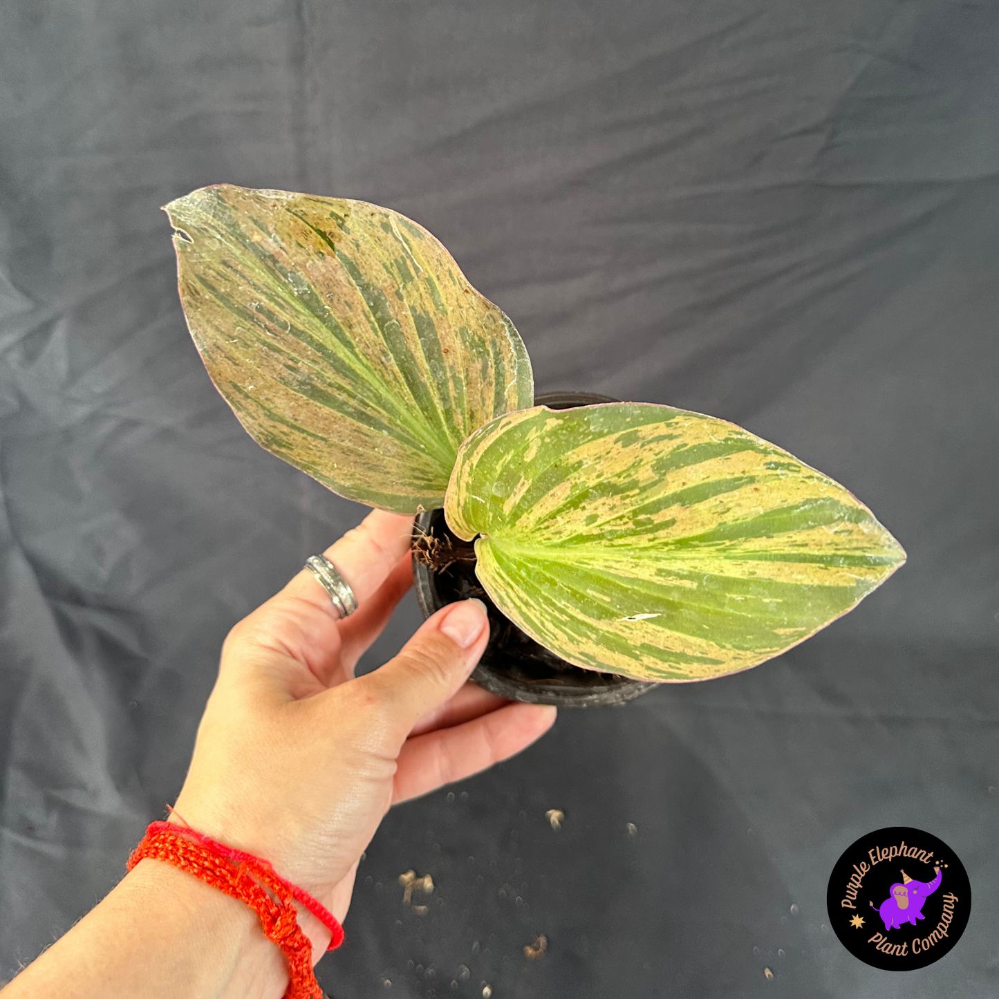 Kaempferia Variegated 2