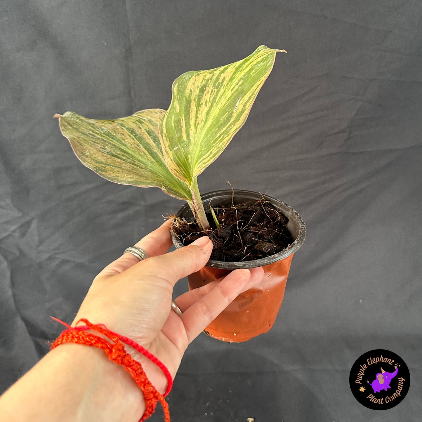 Kaempferia Variegated 2