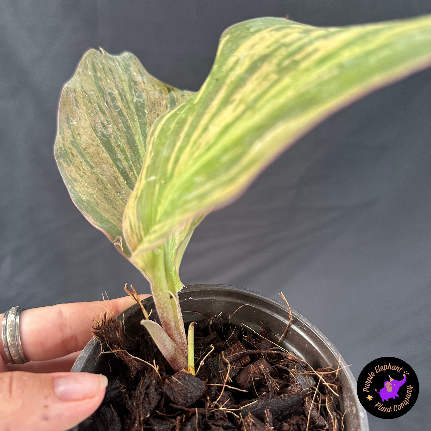 Kaempferia Variegated 2