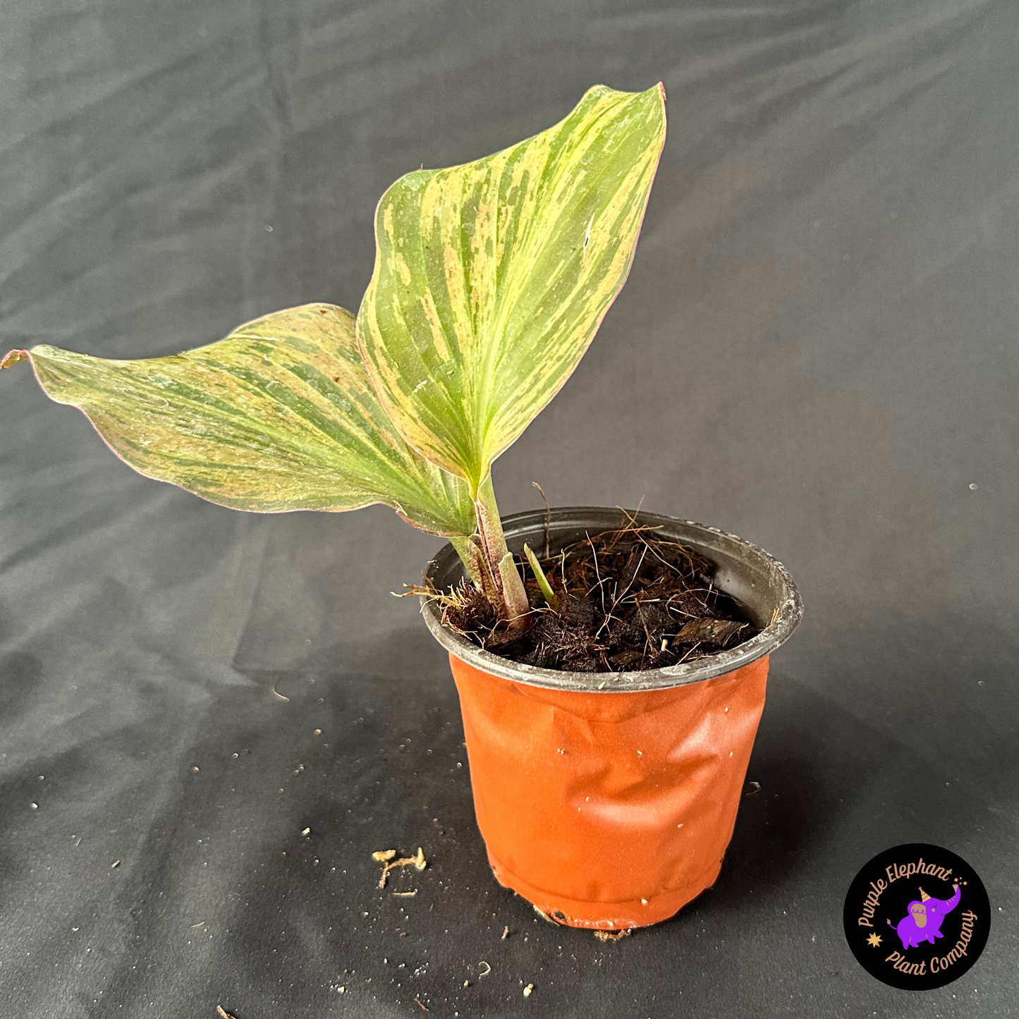 Kaempferia Variegated 2