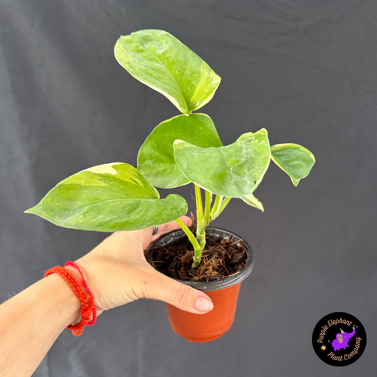 Epi Manjula Mutation Poonsin