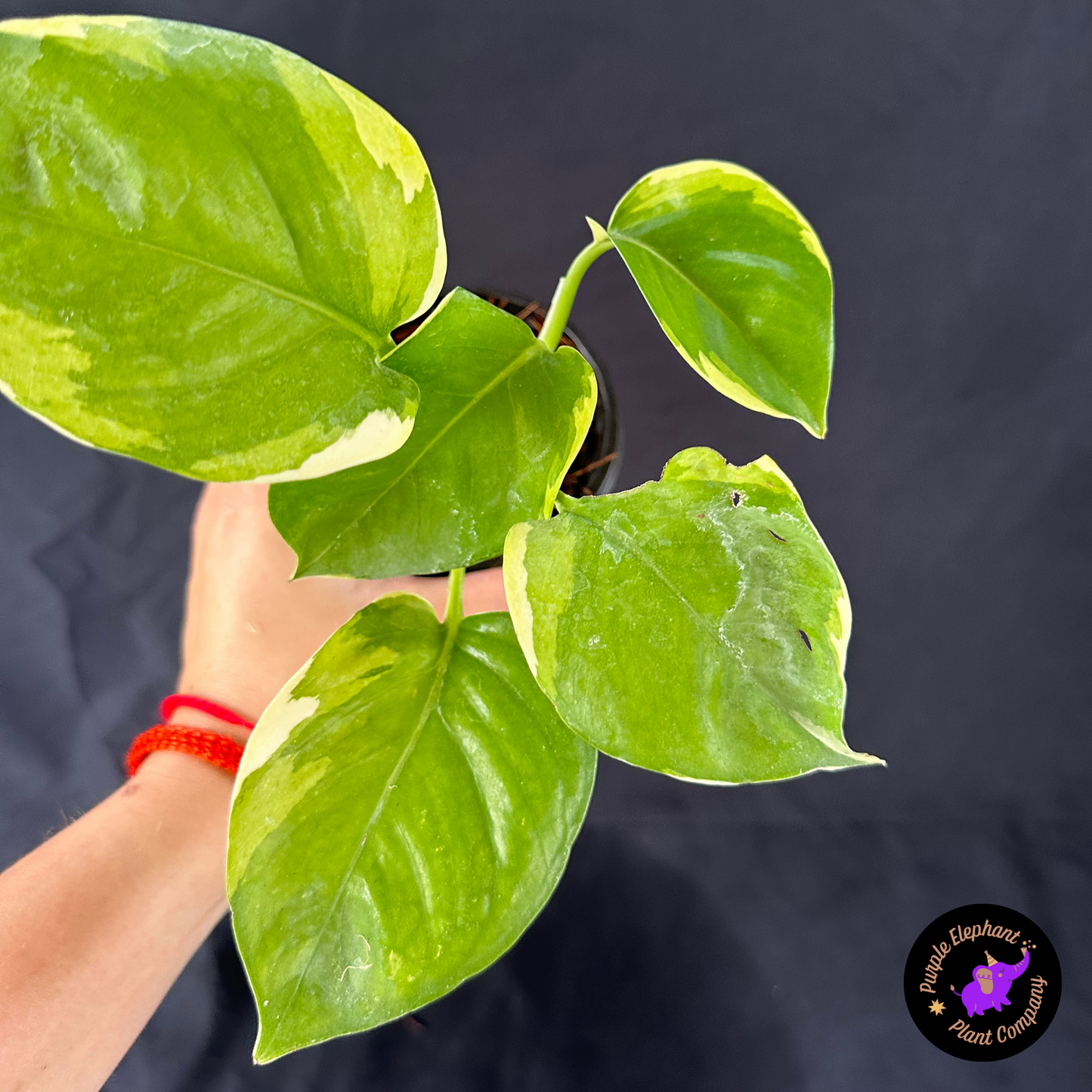 Epi Manjula Mutation Poonsin