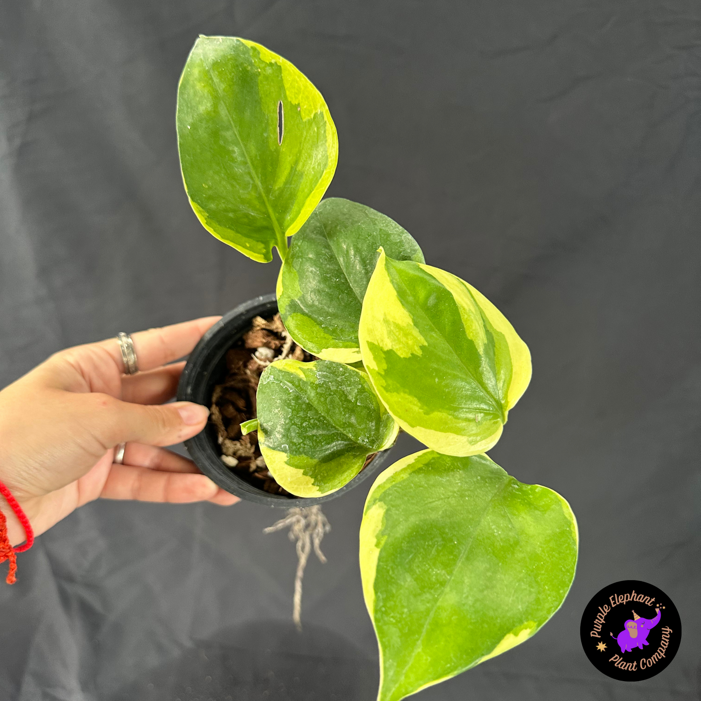 Epi manjula mutation poonsin #3