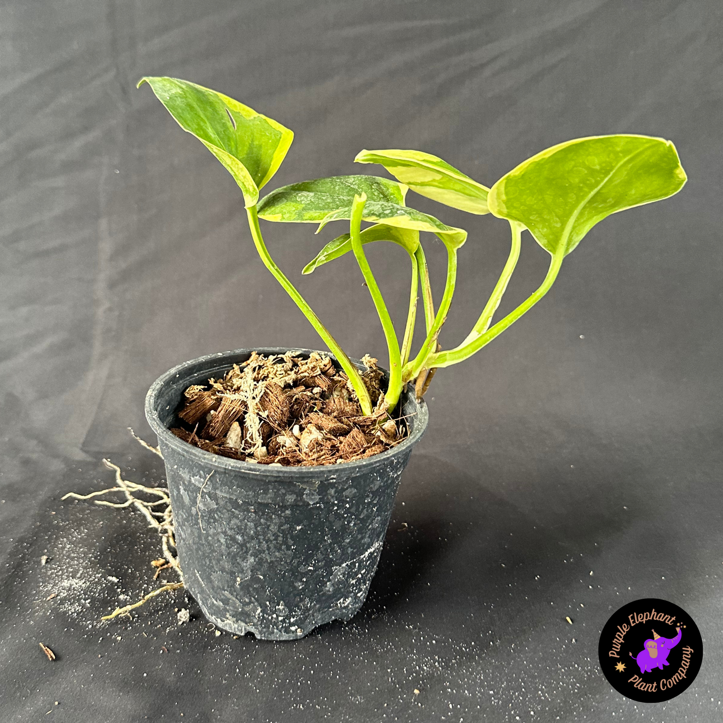 Epi manjula mutation poonsin #3