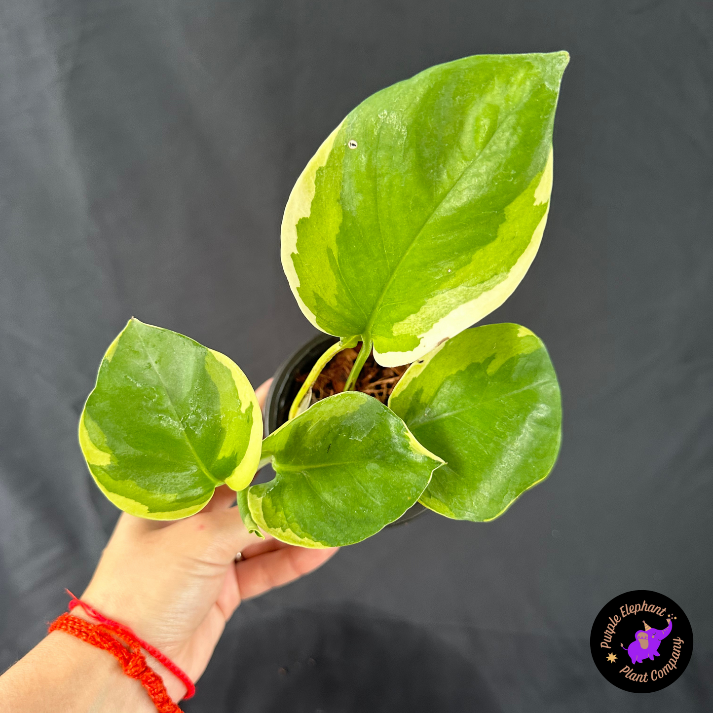 Epi manjula mutation poonsin