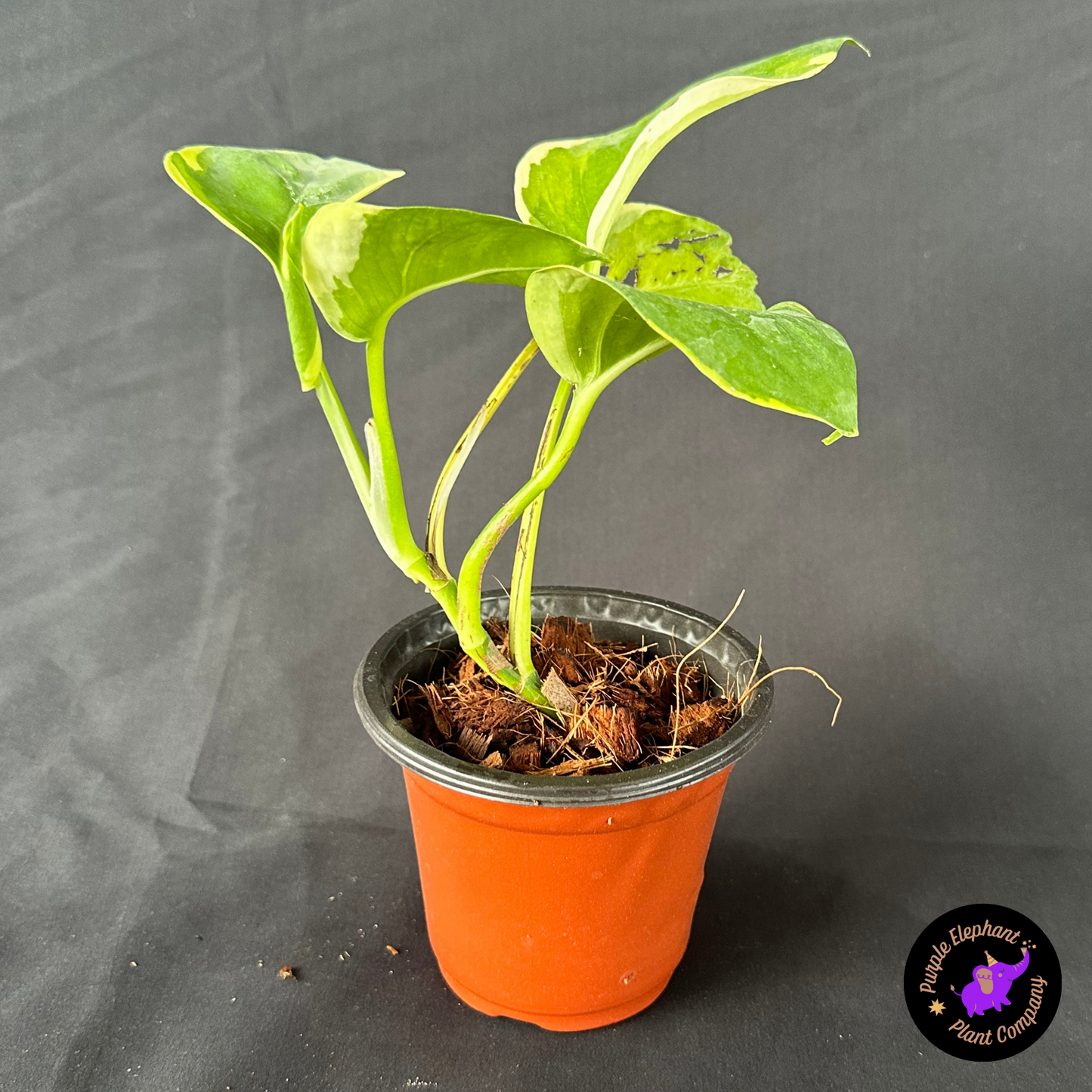 Epi manjula mutation poonsin