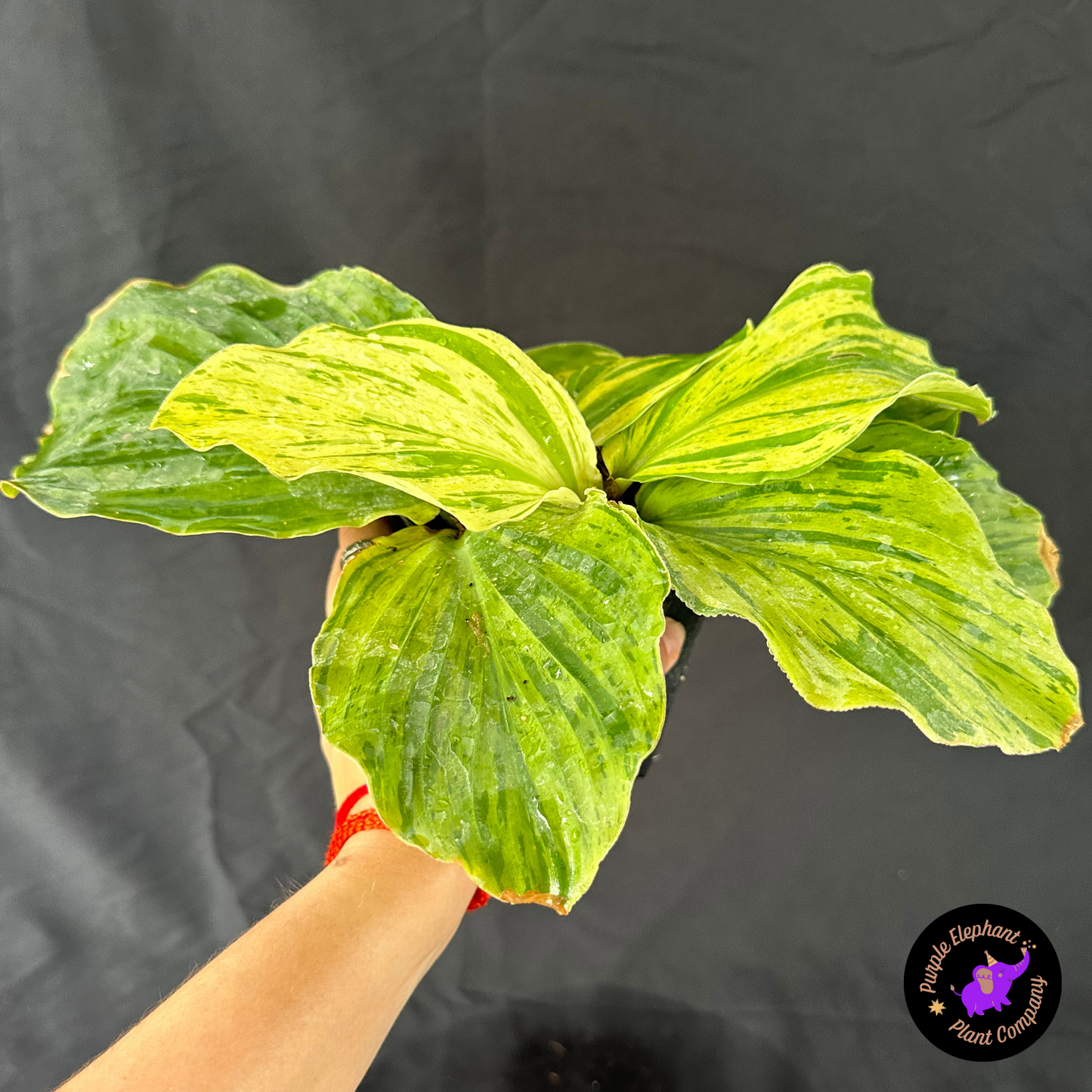 Kaempferia Variegated