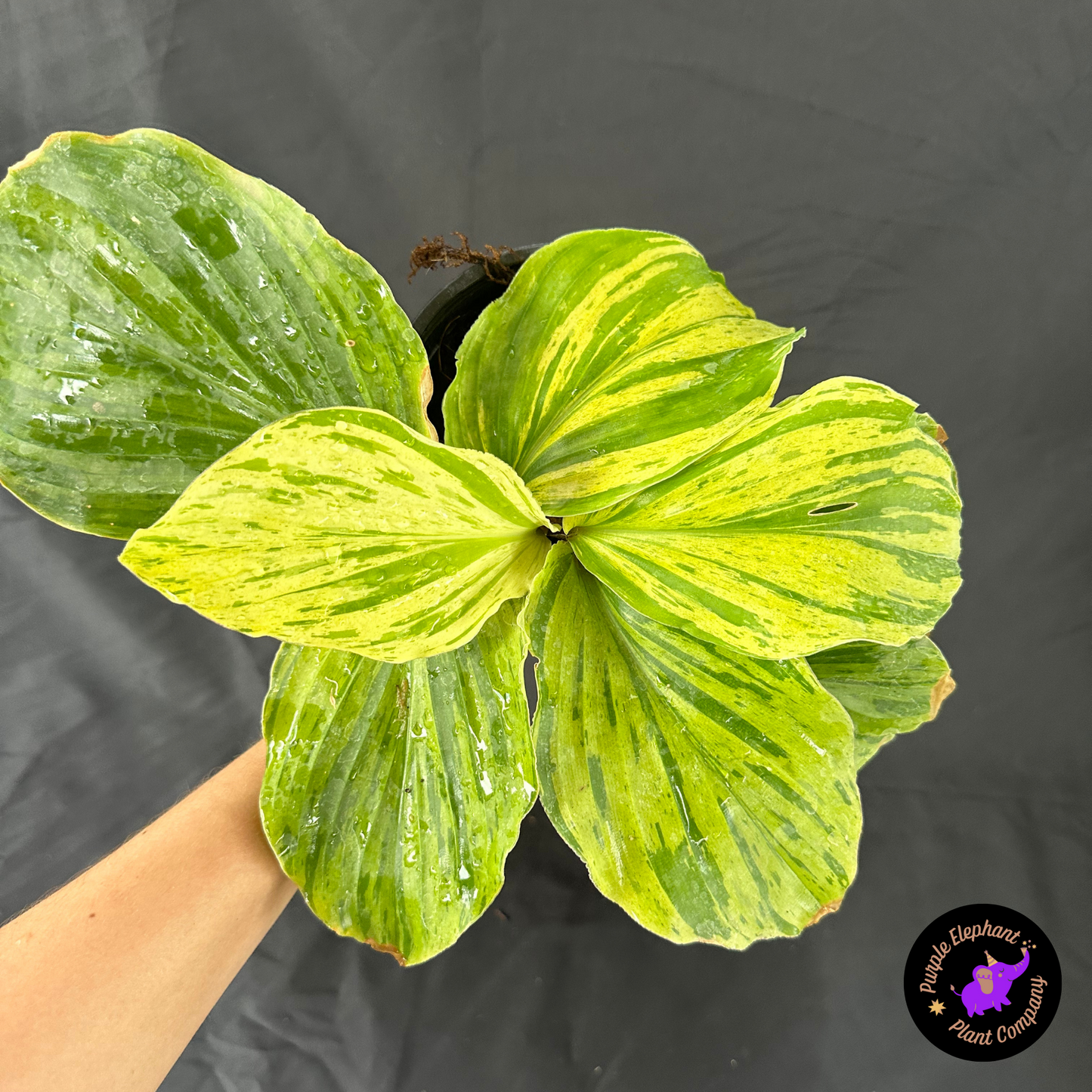 Kaempferia Variegated