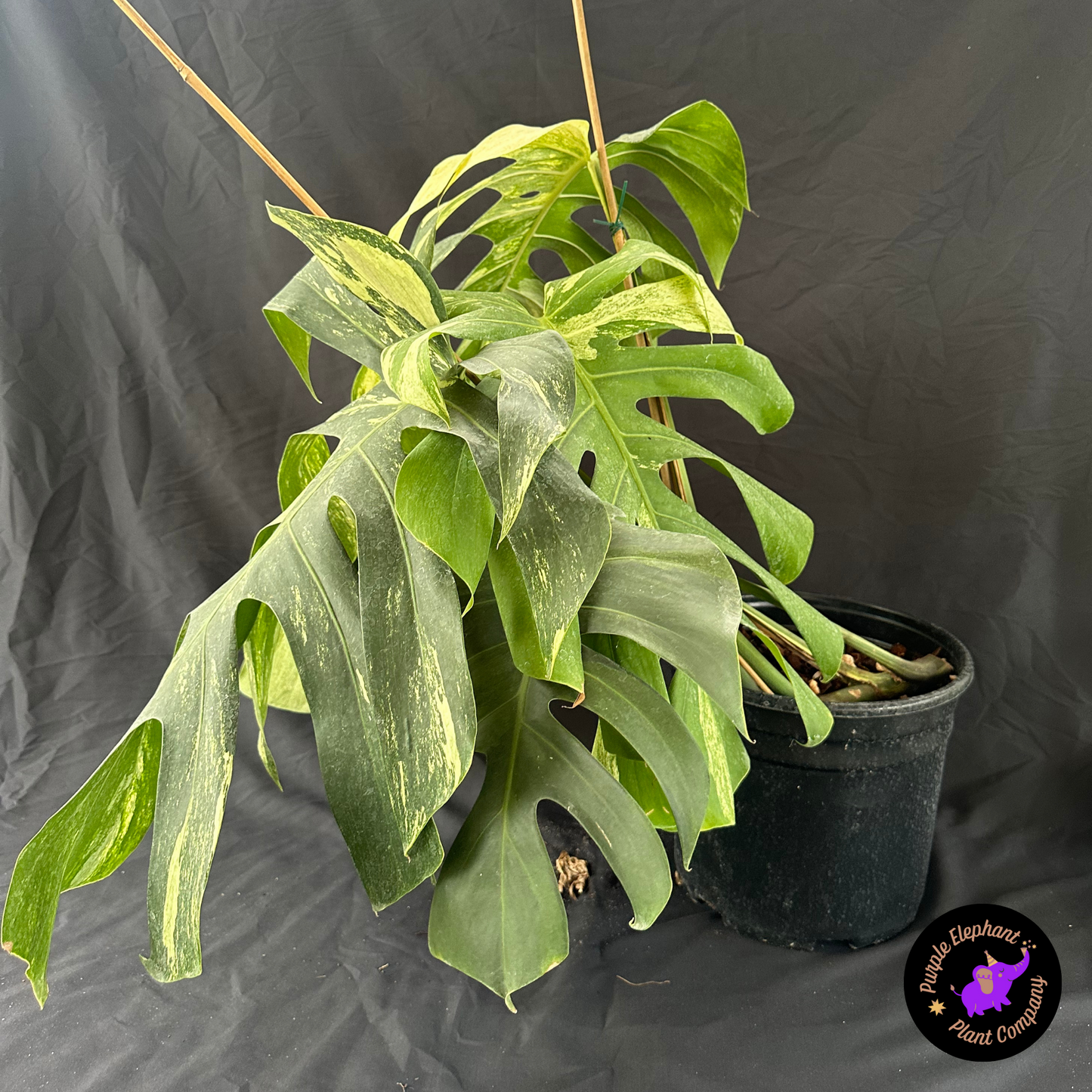 Monstera mint 5 leaves