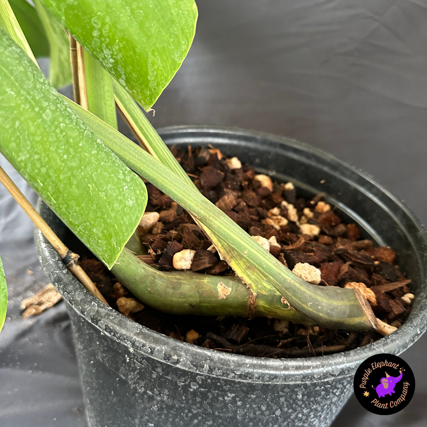 Monstera mint 5 leaves