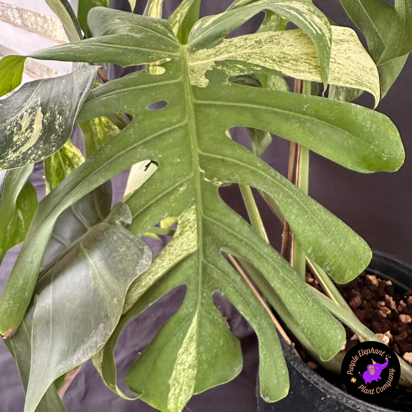 Monstera mint 5 leaves