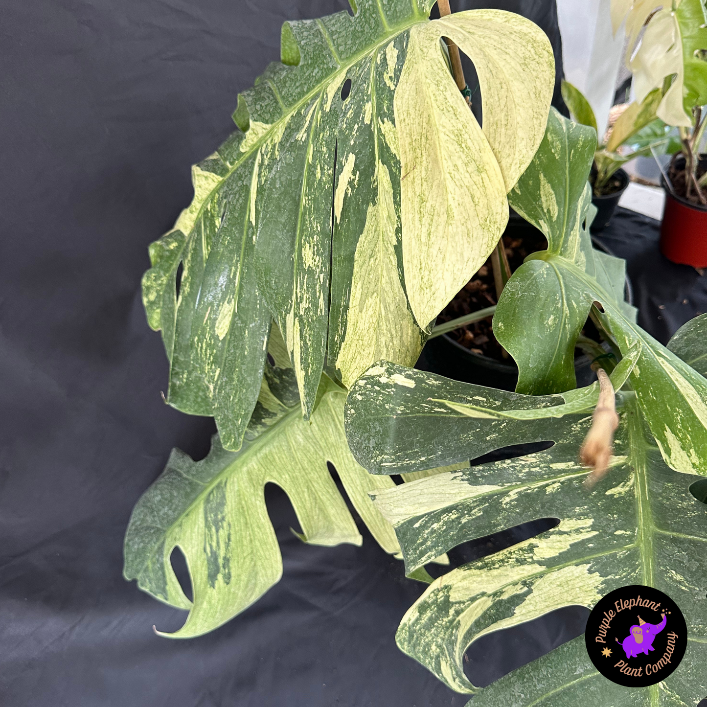 Monstera mint 5 leaves
