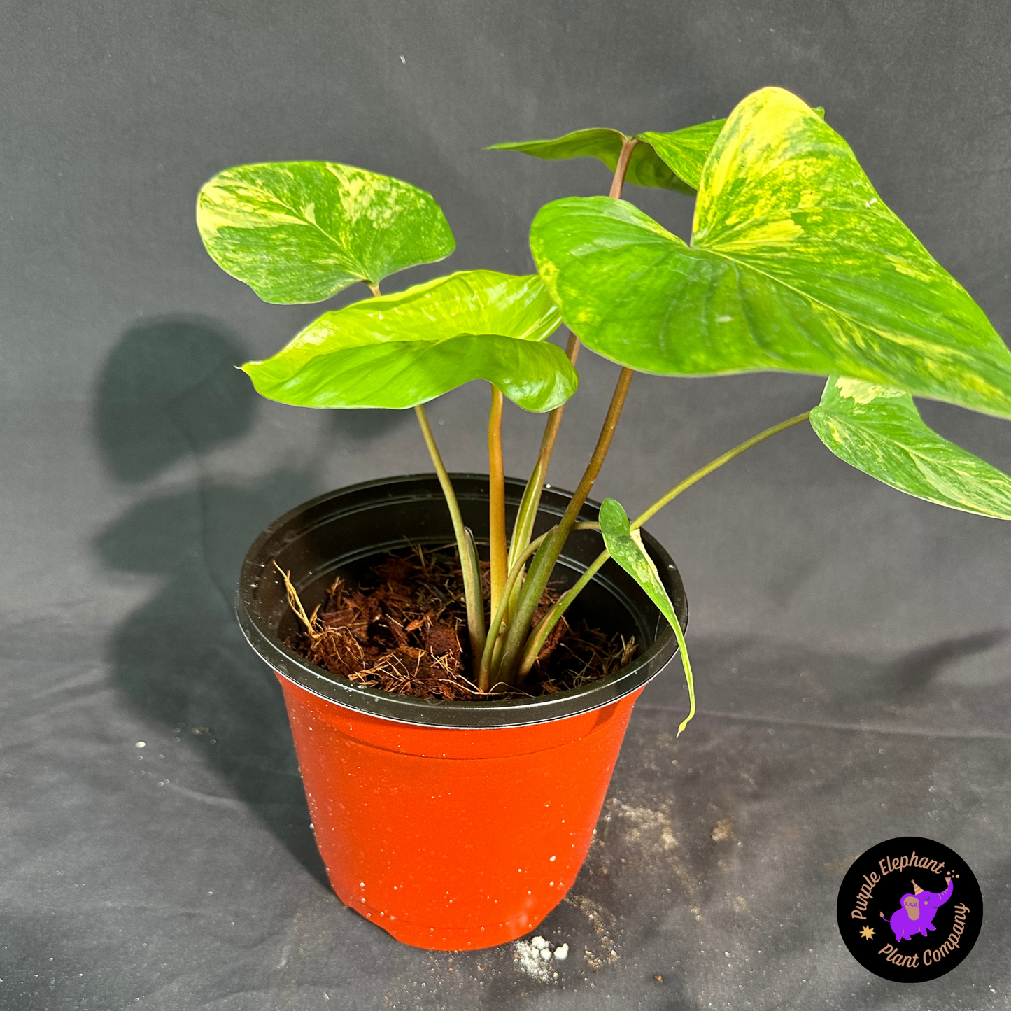 Homalomena Aurea
