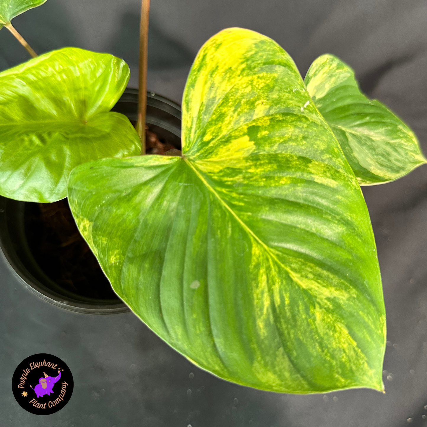 Homalomena Aurea