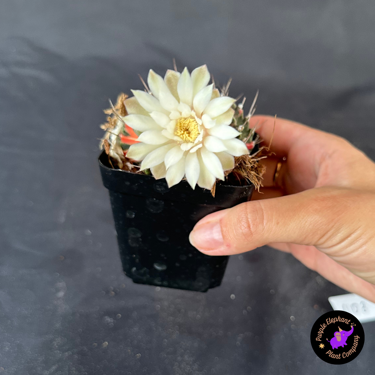 Gymnocalycium Var 3”