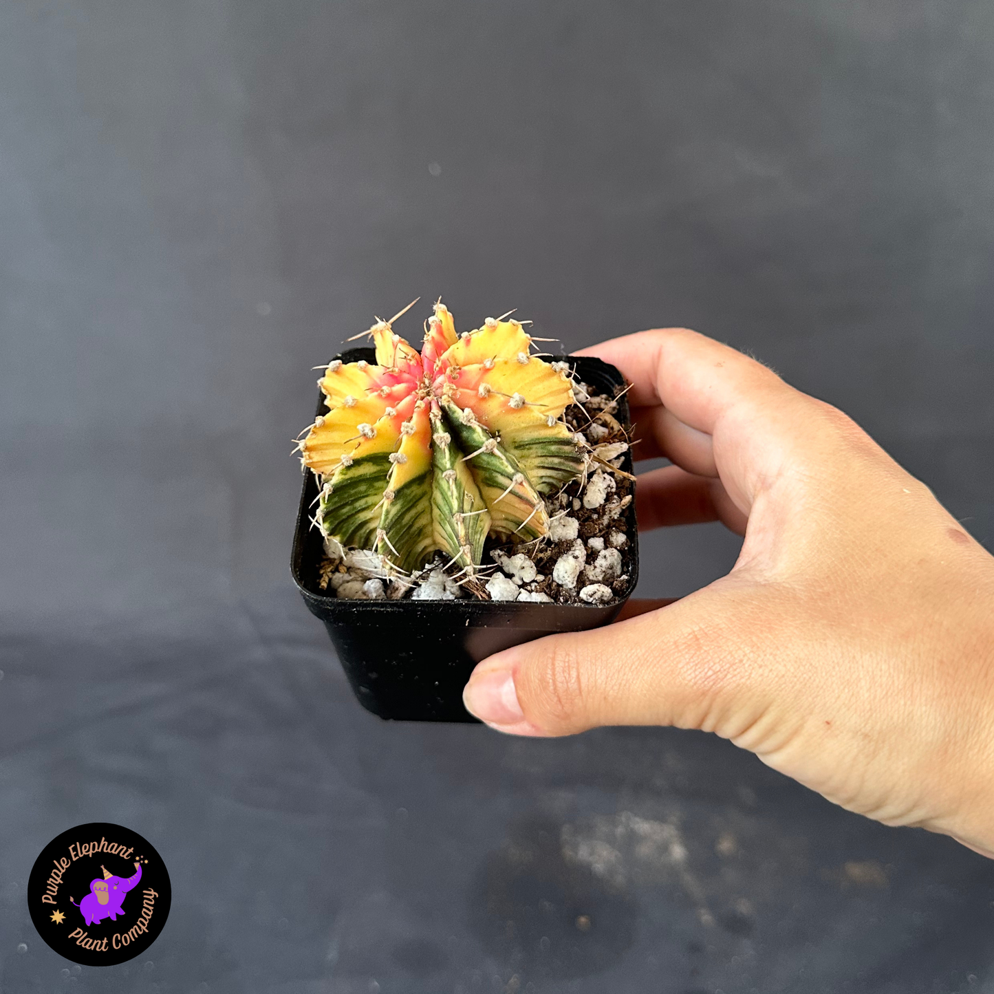 Gymnocalycium Var