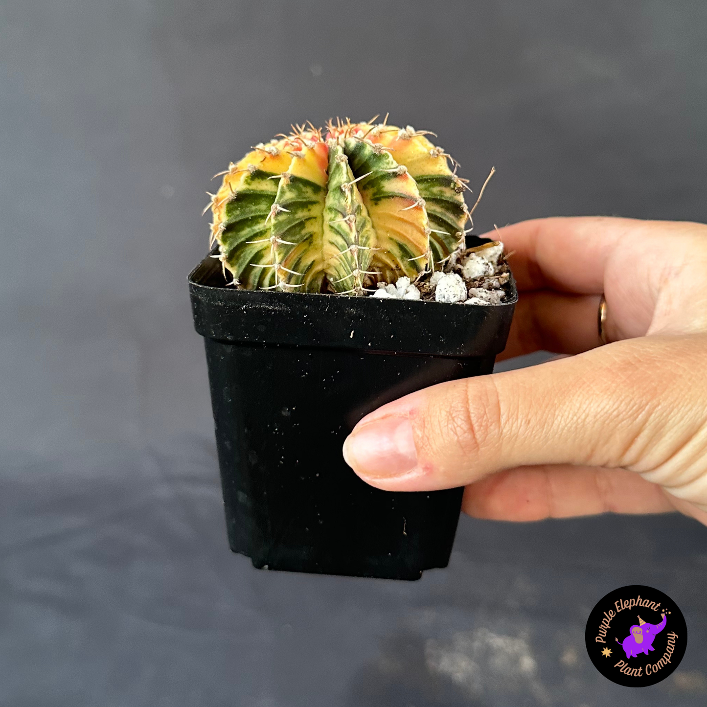 Gymnocalycium Var