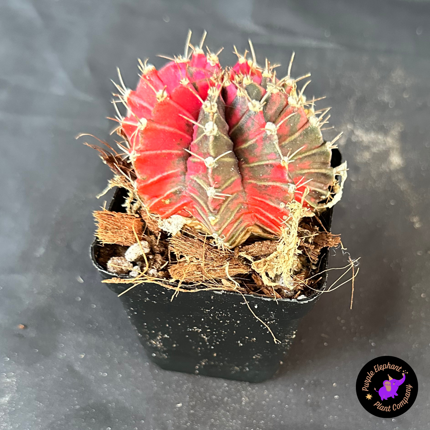 Gymnocalycium var 3”