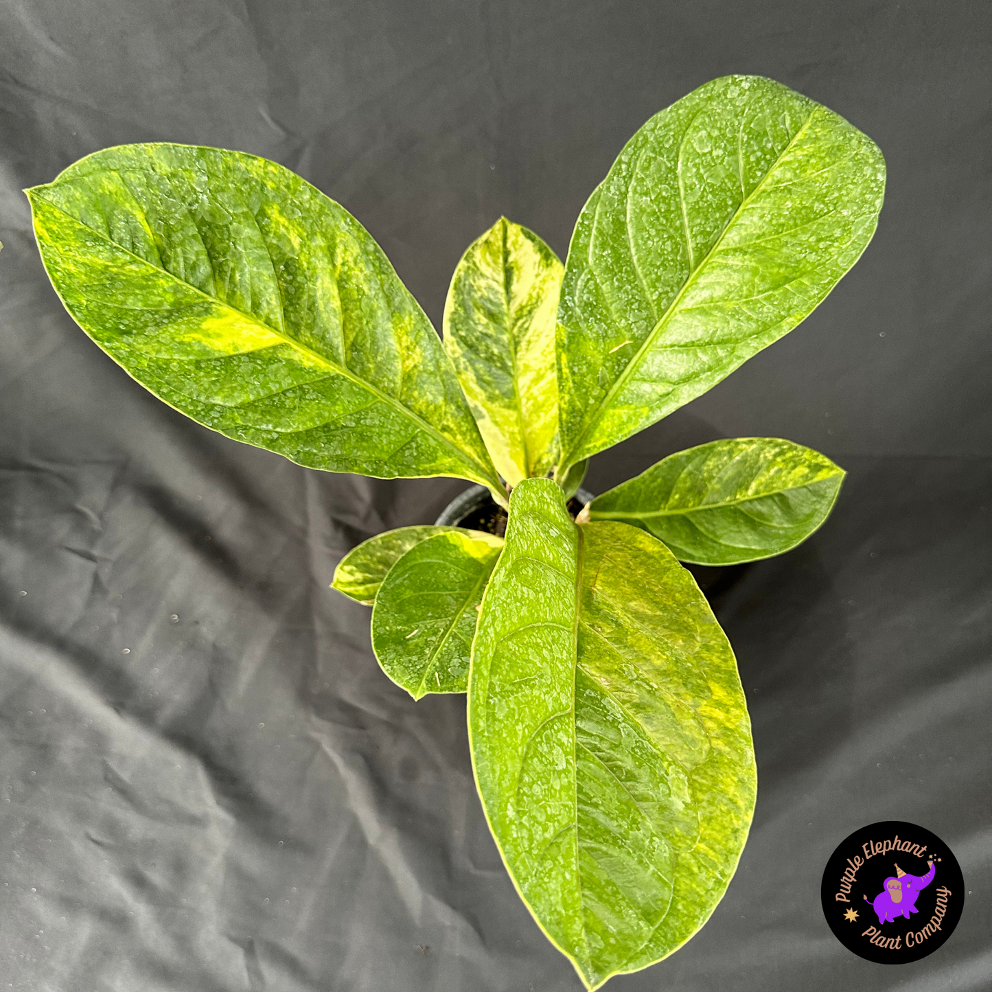 Anthurium Jenmanii