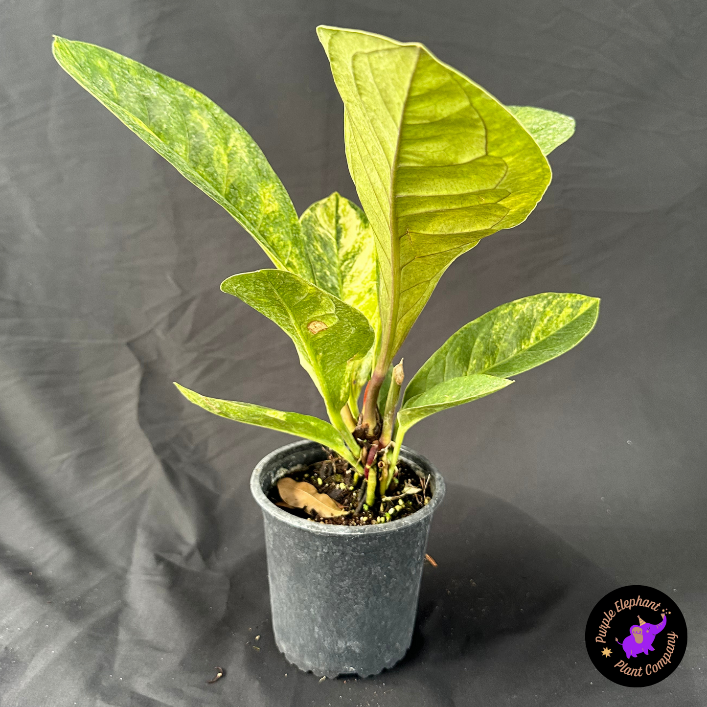 Anthurium Jenmanii