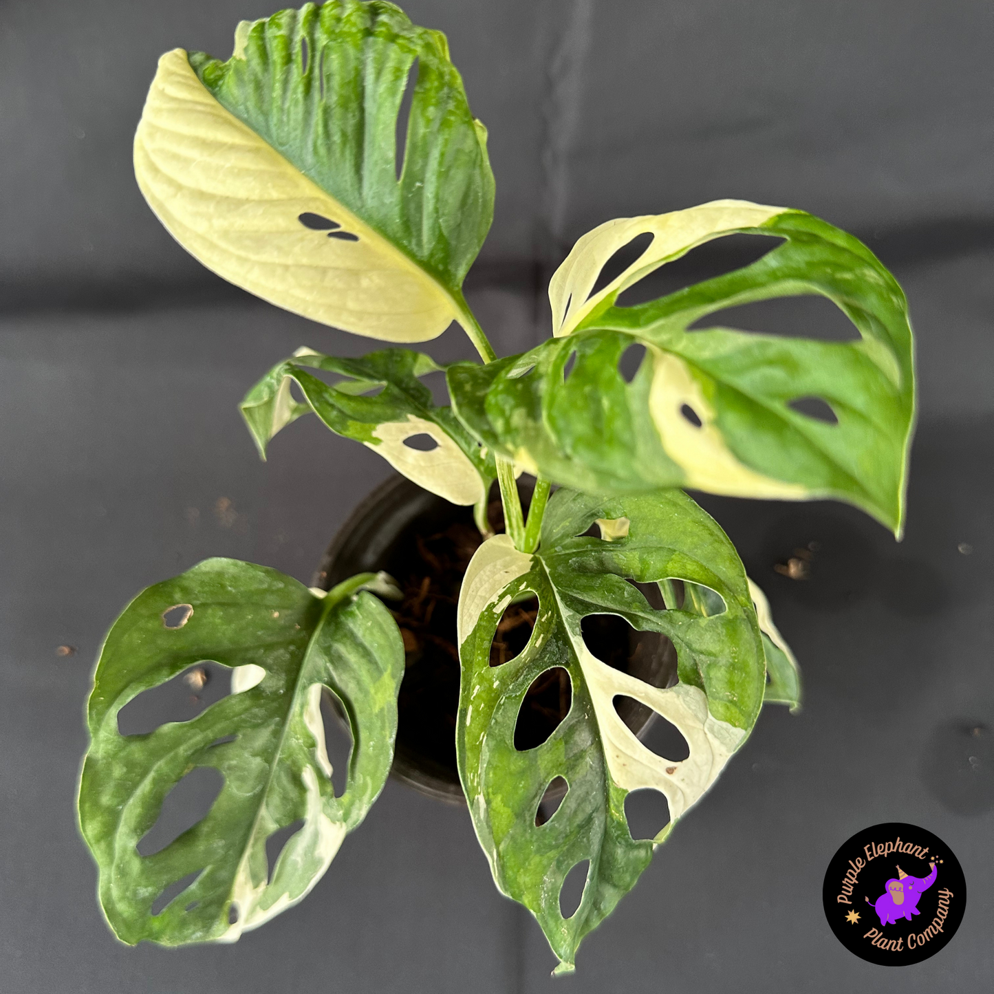 Rare Plant: Monstera Adansonii