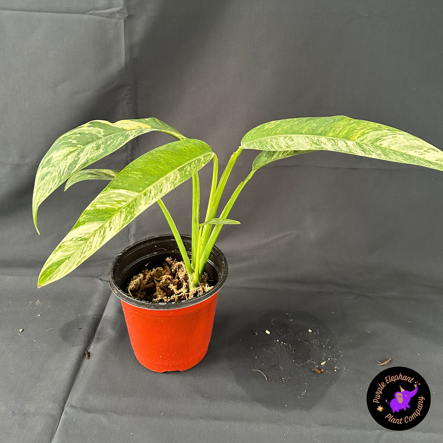 Rare Plant: Epi gigantium tricolor