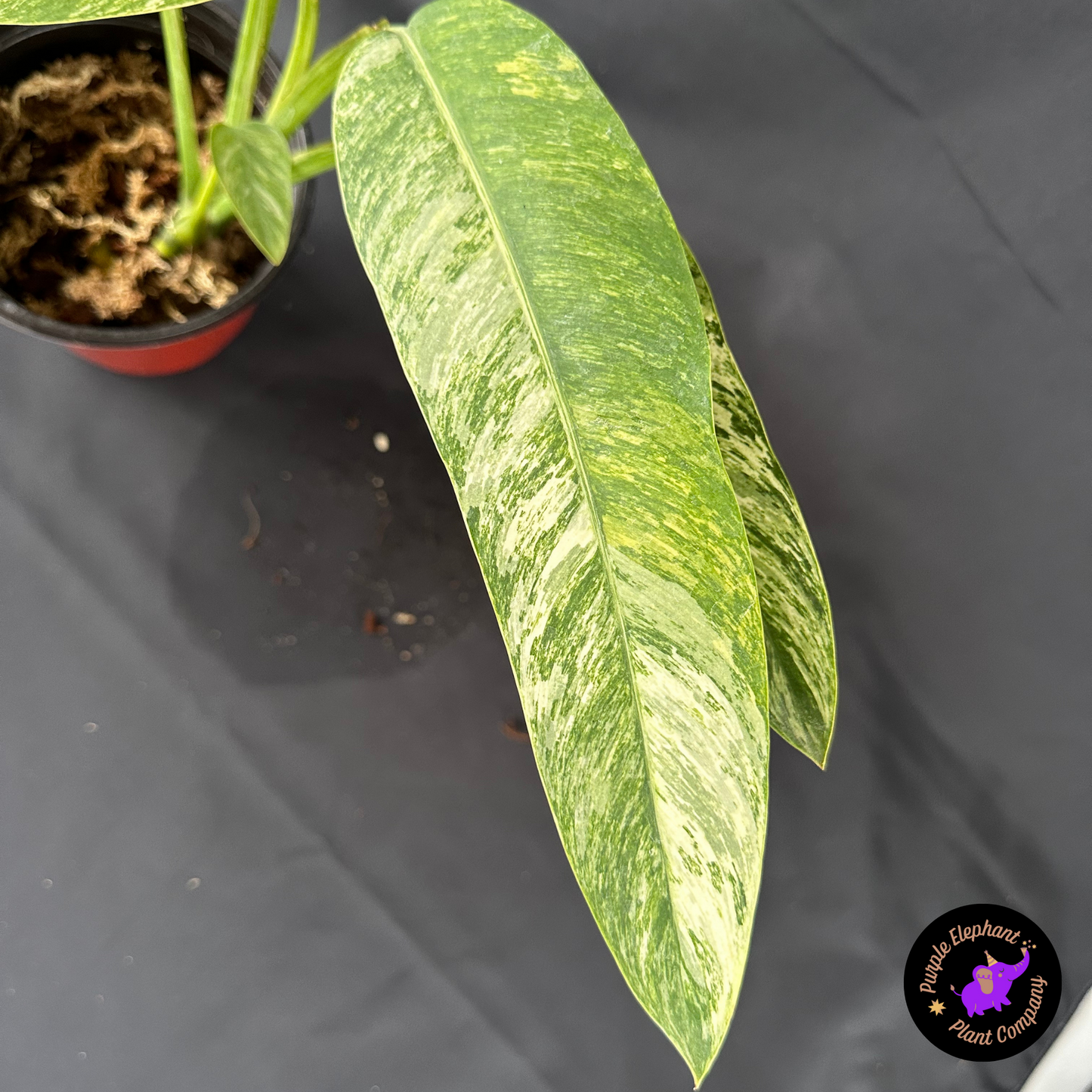 Rare Plant: Epi gigantium tricolor